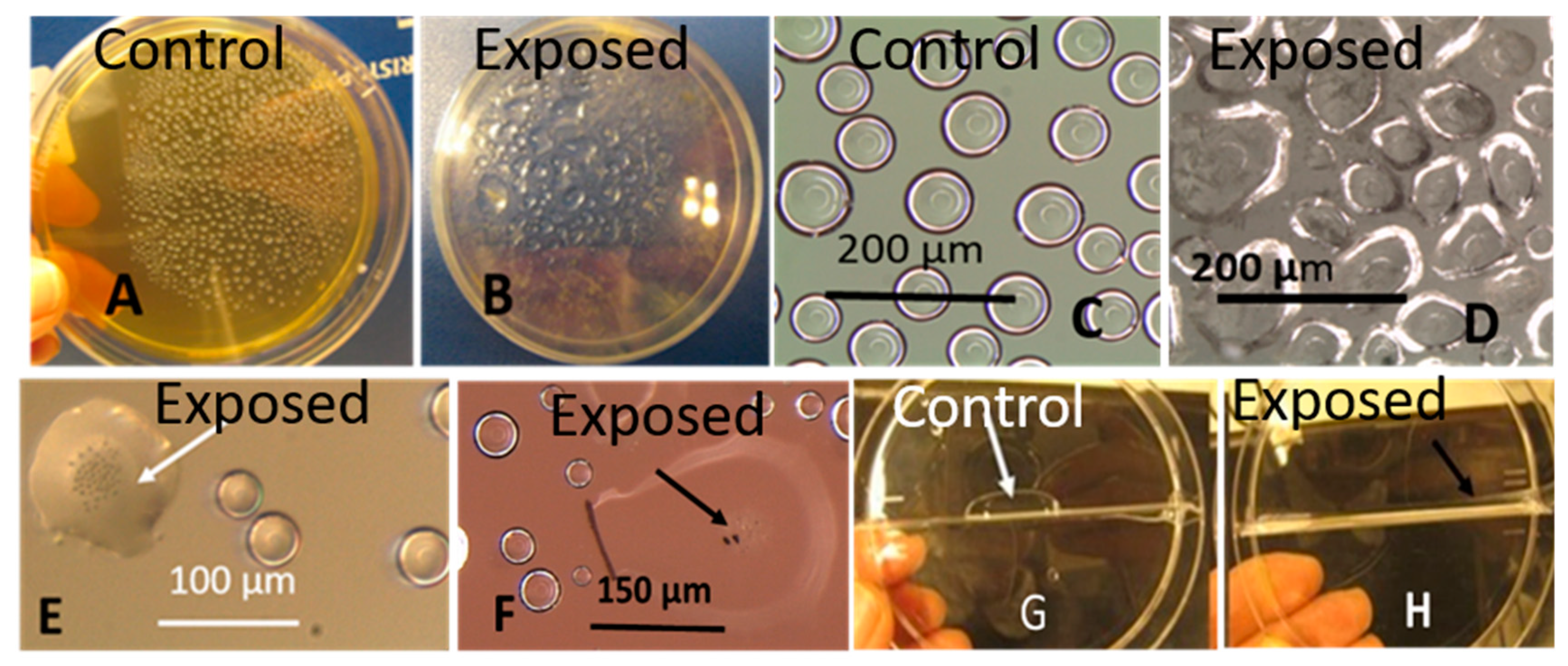Microorganisms 08 01940 g009 Microorganisms 08 01940 g009