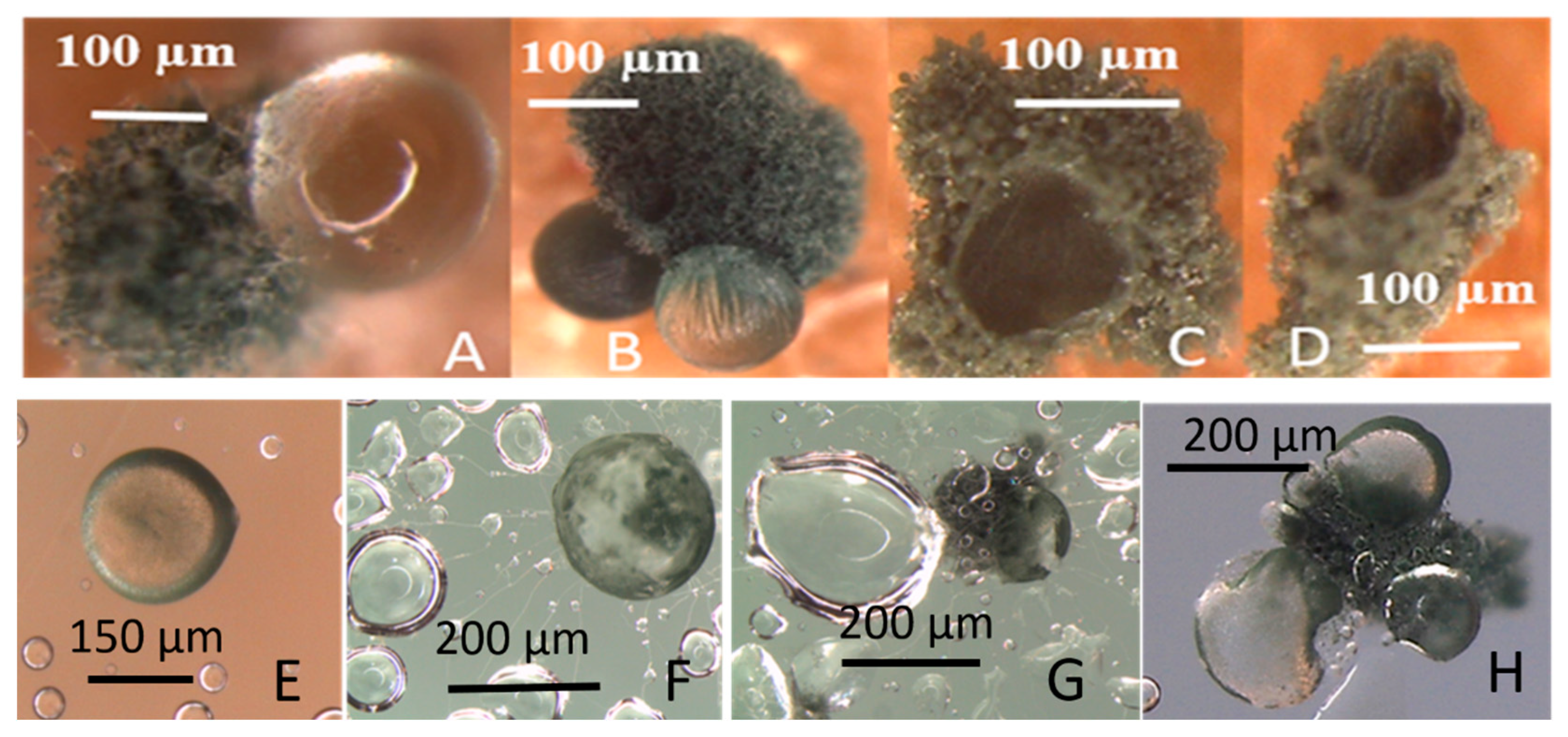 Microorganisms 08 01940 g010 Microorganisms 08 01940 g010