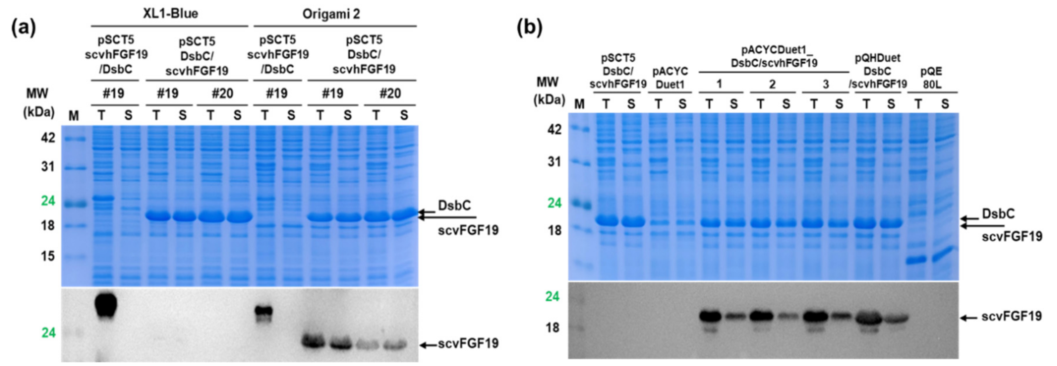 Microorganisms 08 01942 g004 Microorganisms 08 01942 g004