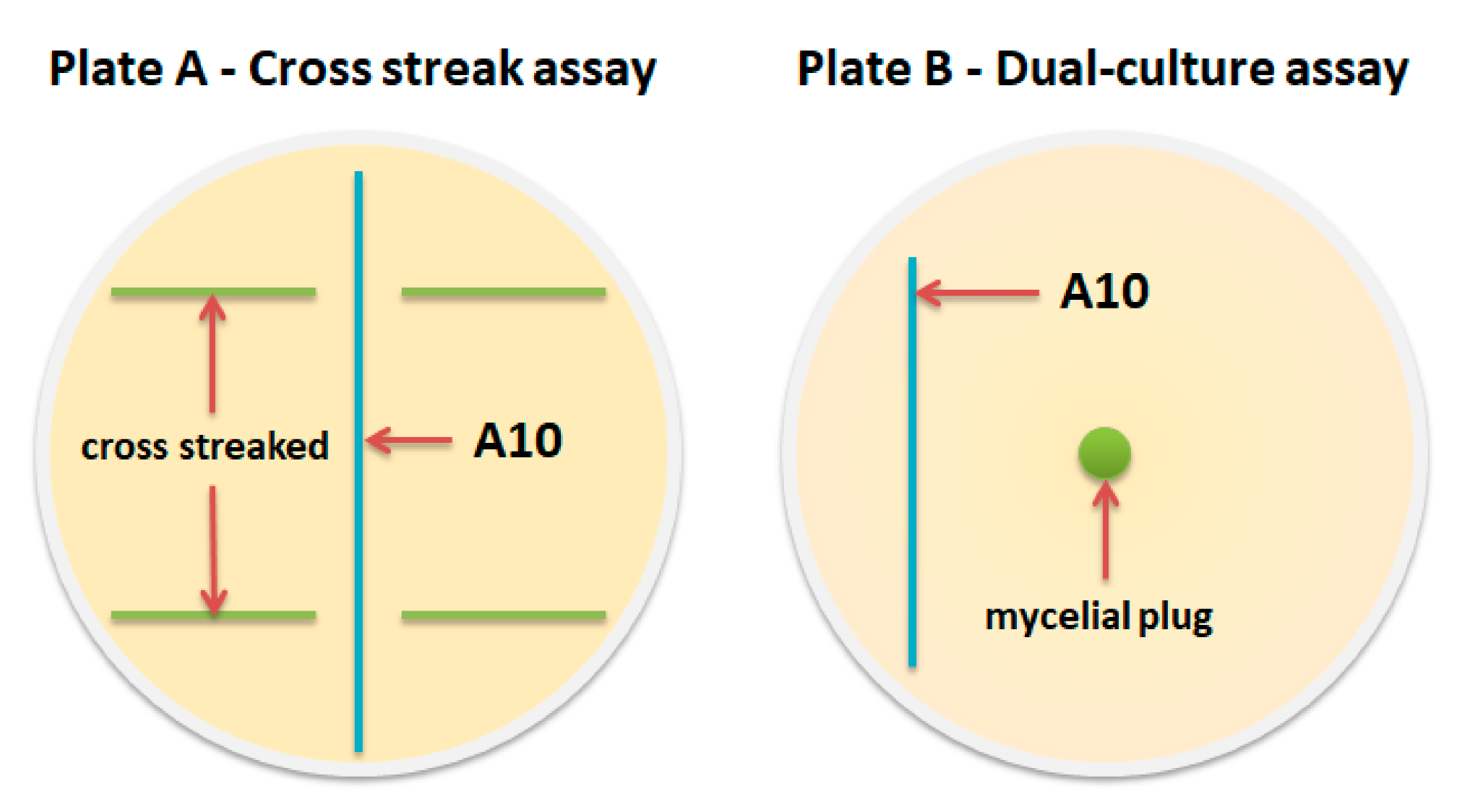 Microorganisms 08 01948 g001