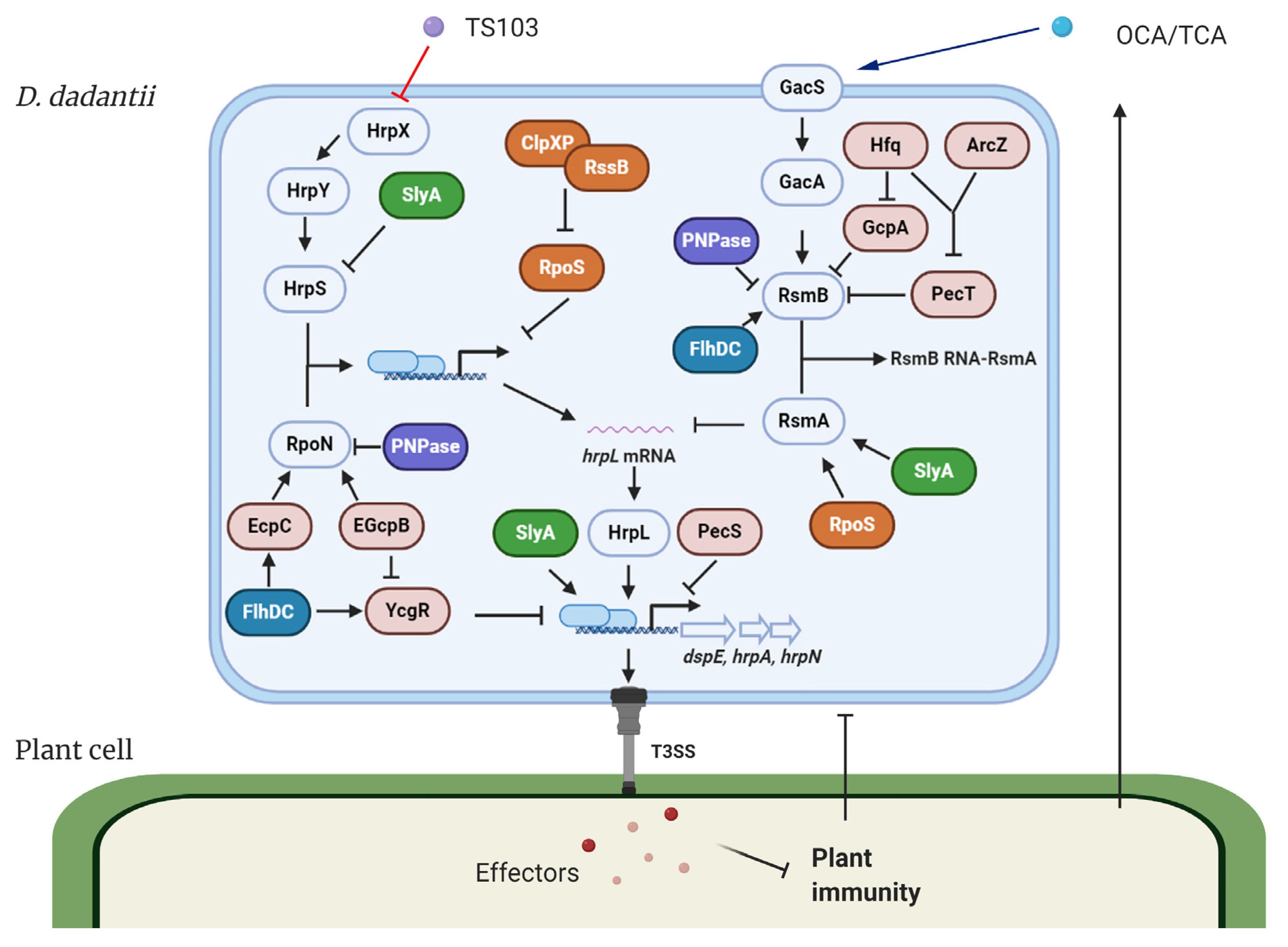 Microorganisms 08 01956 g001