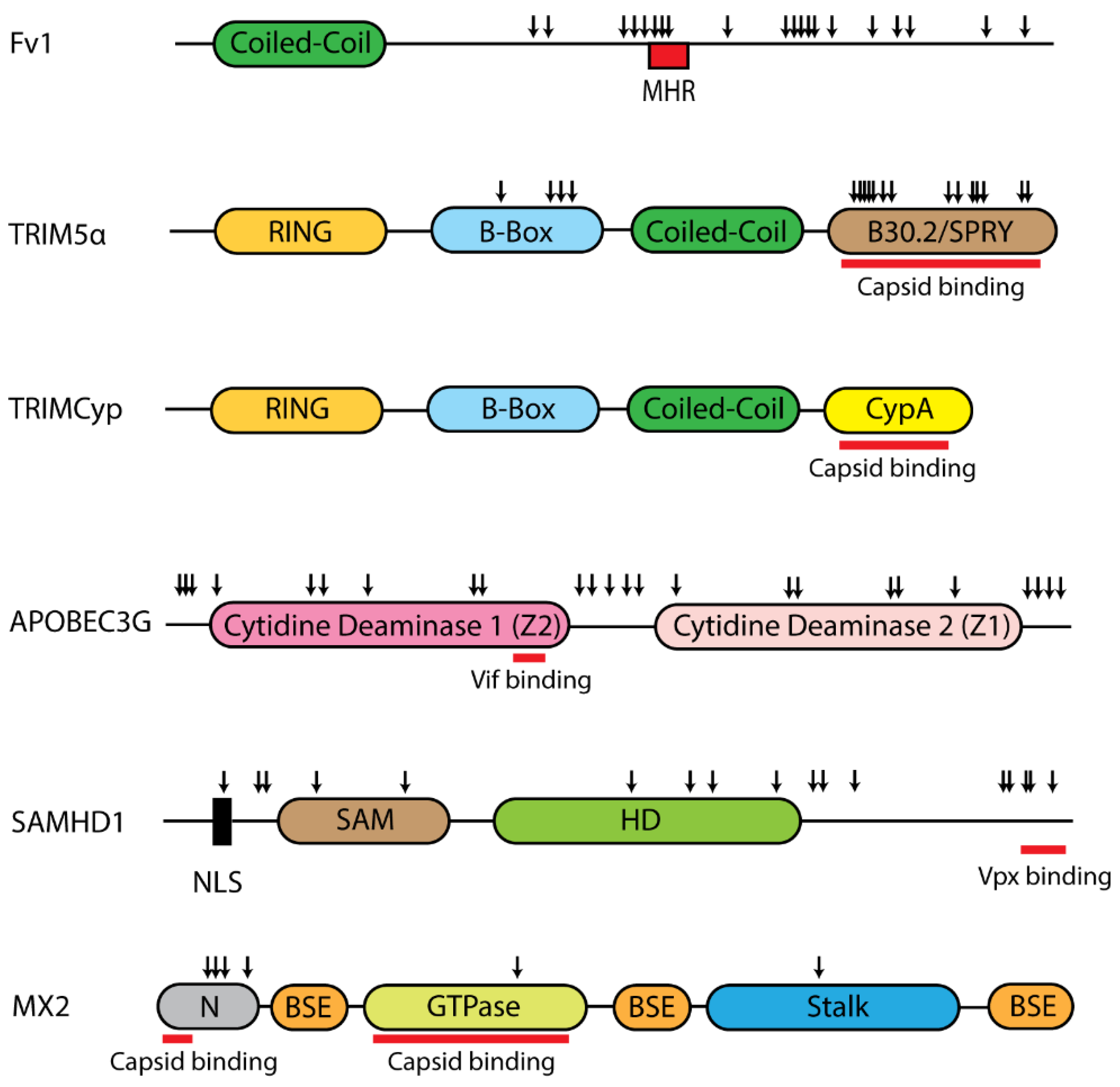 Microorganisms 08 01965 g003