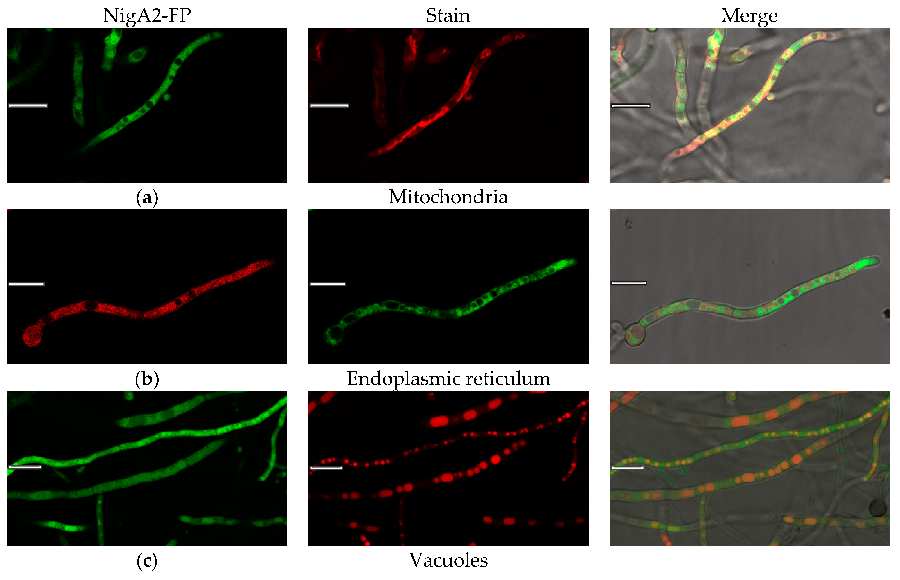 Microorganisms 08 01973 g005a