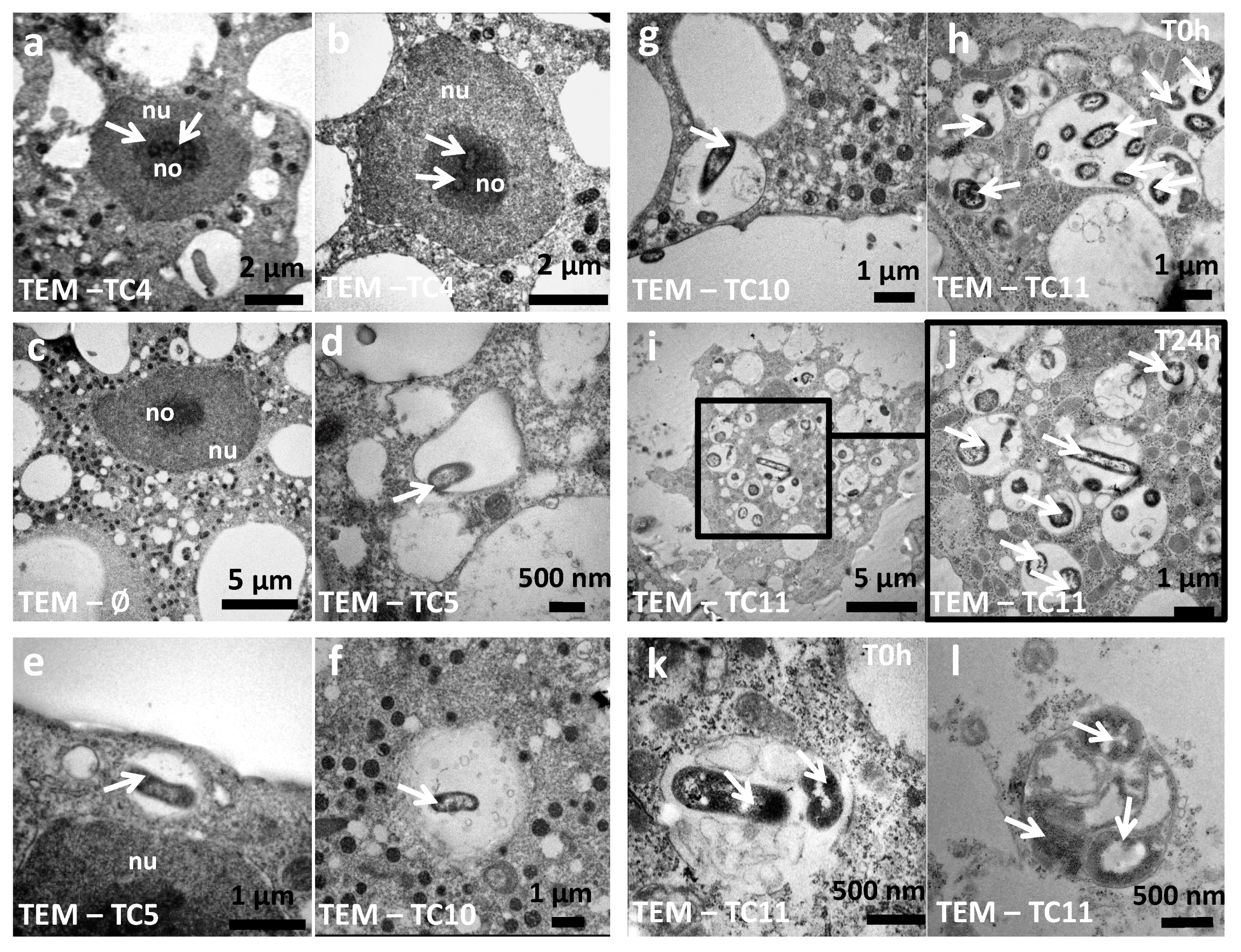 Microorganisms 08 01982 g004
