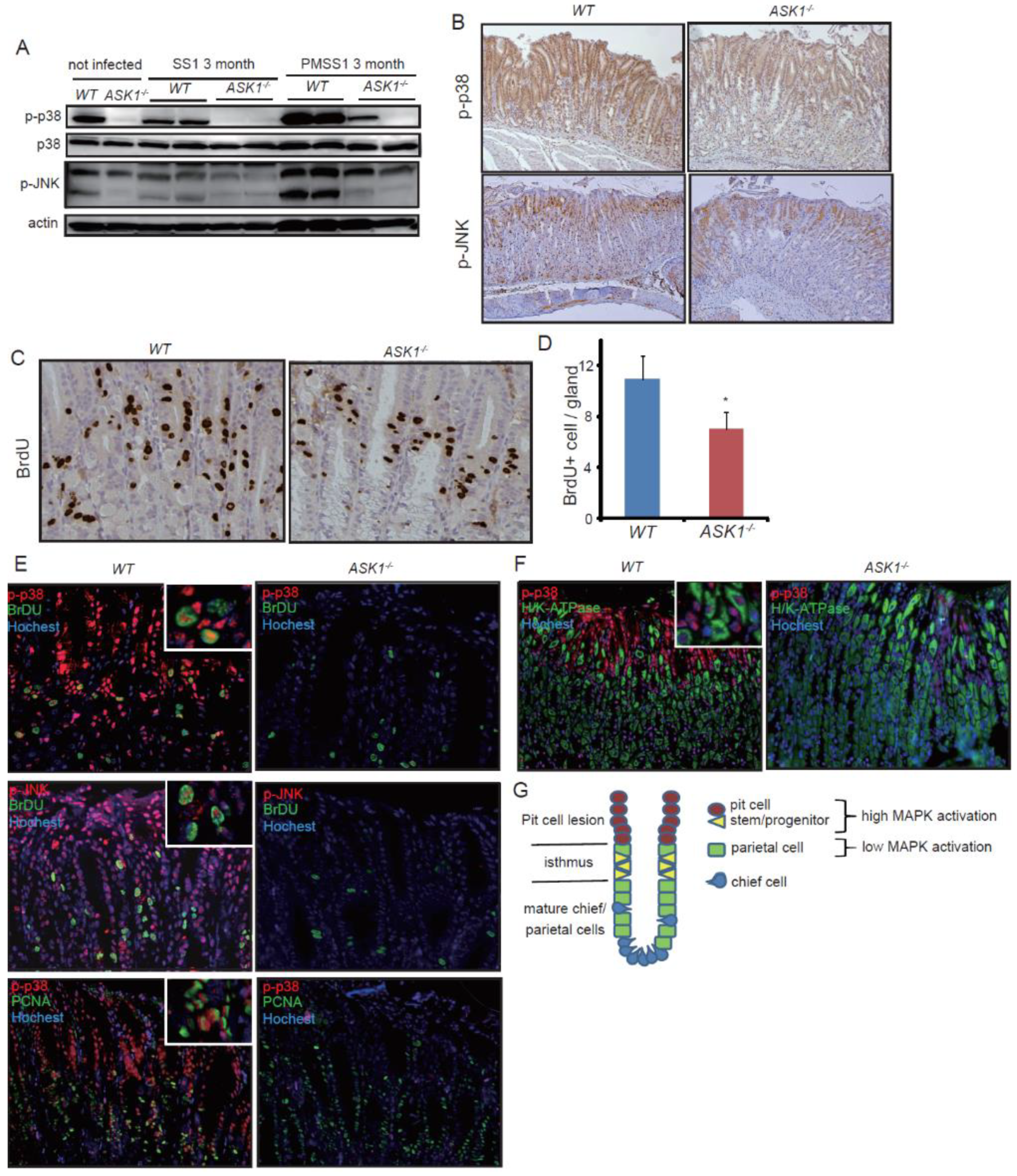 Microorganisms 08 01995 g002 Microorganisms 08 01995 g002
