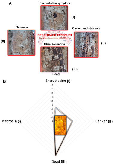 Microorganisms | Free Full-Text | Natural Fungicolous Regulators of  Biscogniauxia destructiva sp. nov. That Causes Beech Bark Tarcrust in  Southern European (Fagus sylvatica) Forests