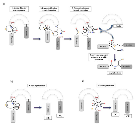 Microorganisms Free Full Text Inteins In Science Evolution To Application 3977