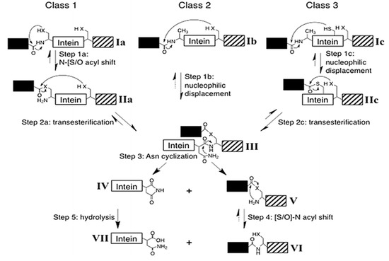 Microorganisms Free Full Text Inteins In Science Evolution To Application 2012