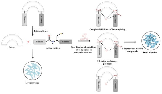 Microorganisms Free Full Text Inteins In Science Evolution To Application 1042