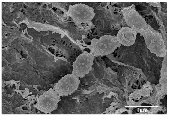 Microorganisms Free Full Text Characterization Of A Novel Endophytic Actinomycete 9016