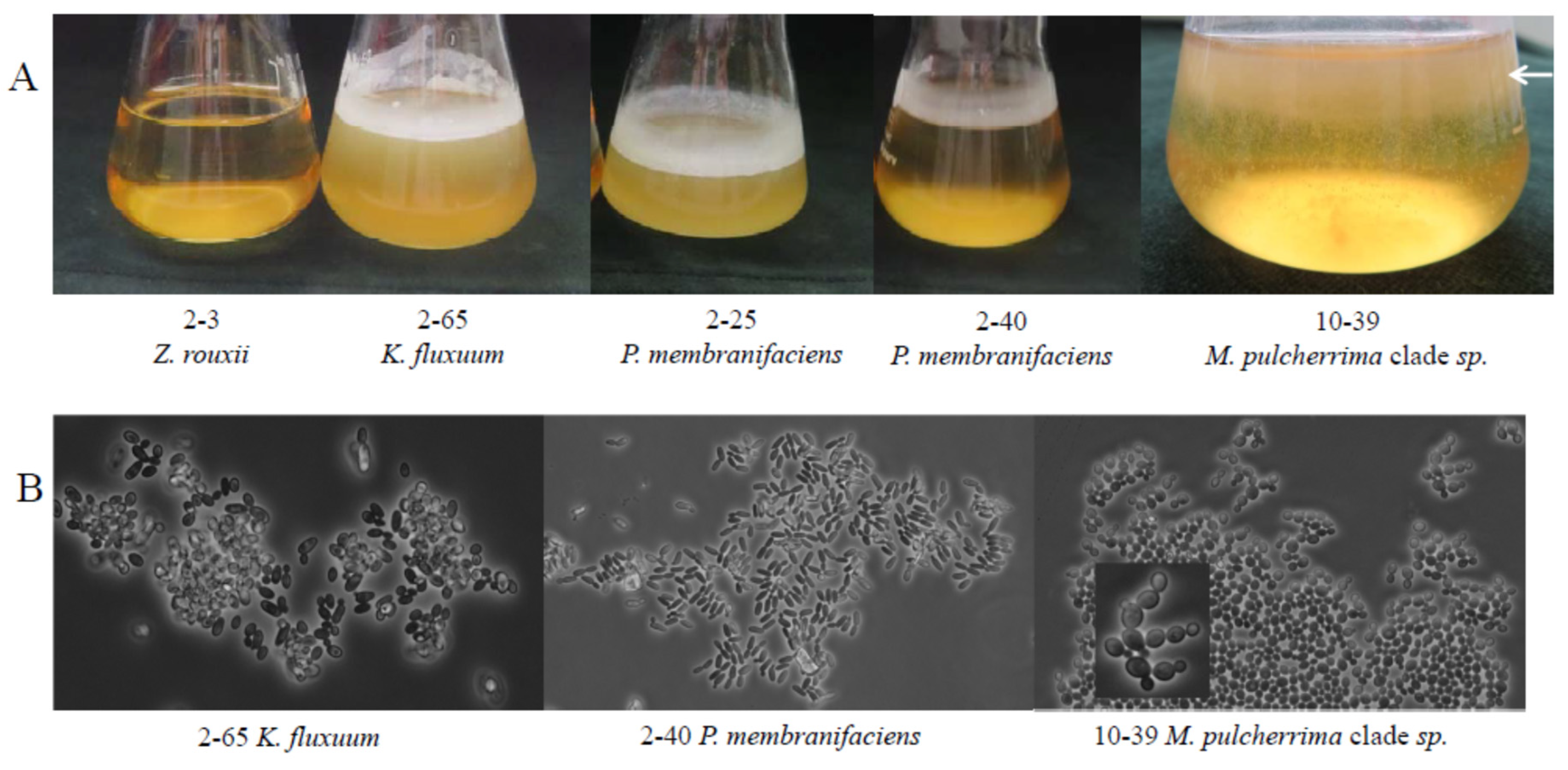 Microorganisms 09 00019 g002