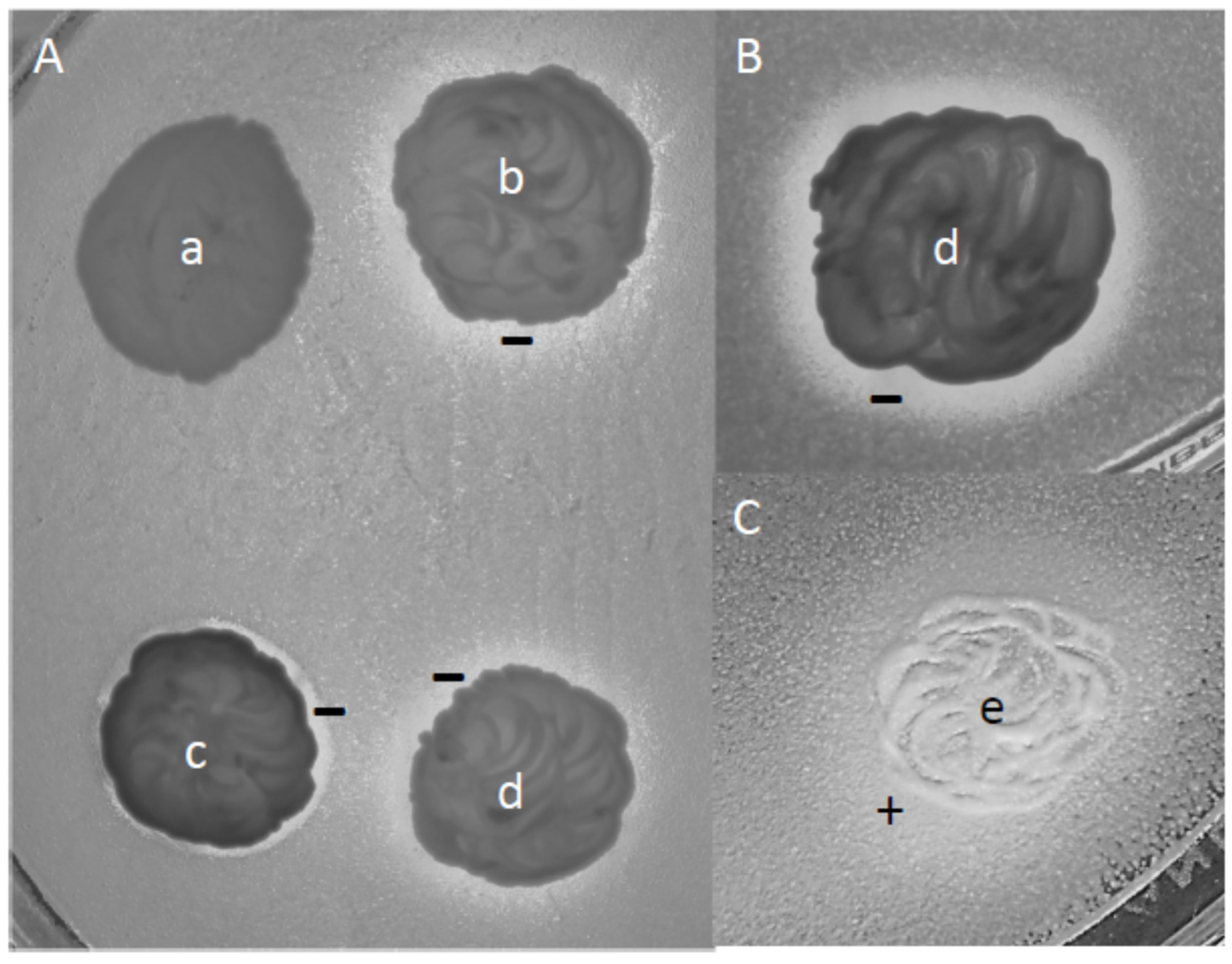 Microorganisms 09 00019 g007