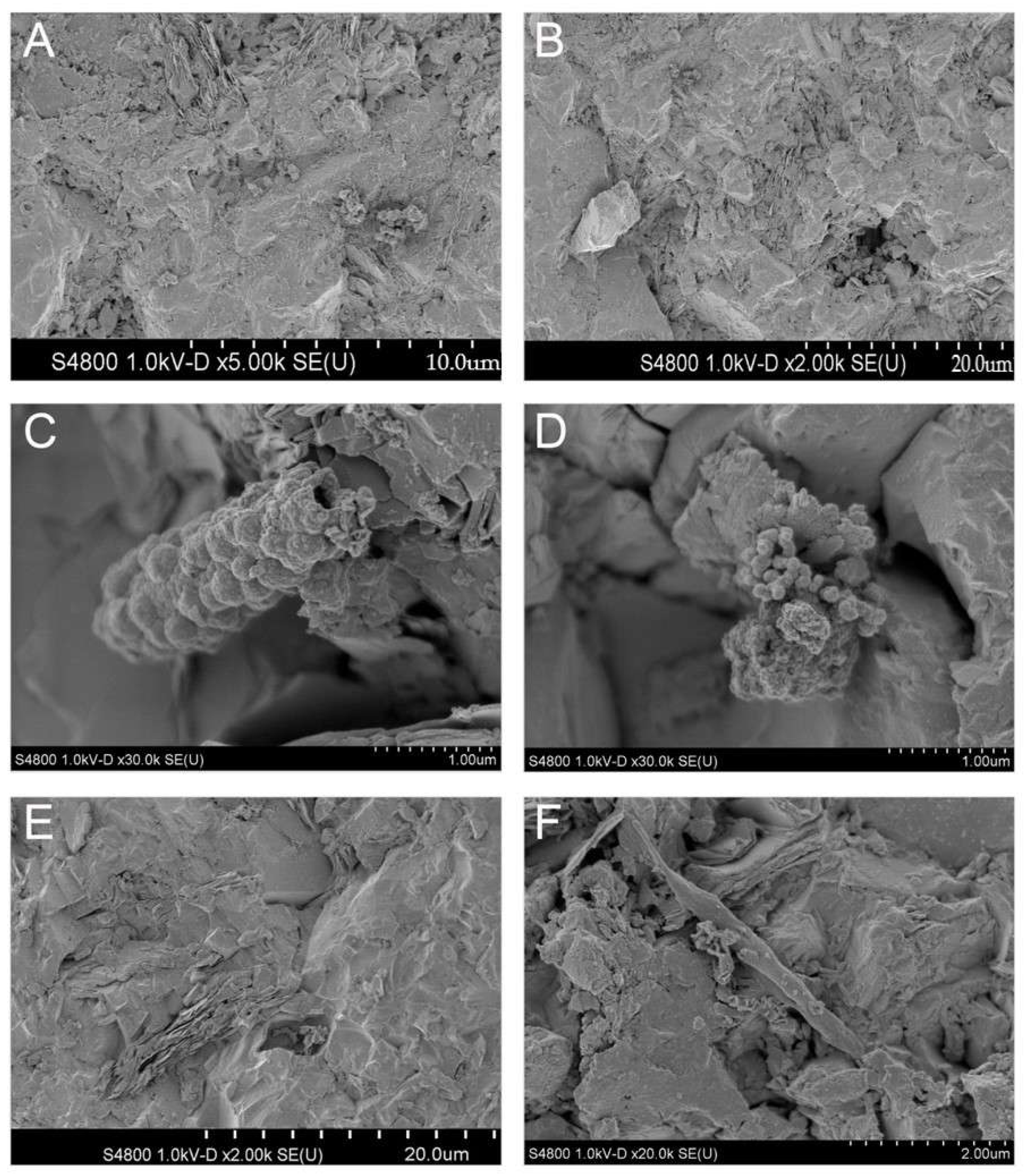 Microorganisms Free Full Text Rock Surface Fungi In Deep Continental Biosphere Exploration Of Microbial Community Formation With Subsurface In Situ Biofilm Trap Html