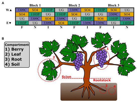 qx-400 fruit and root leaf green