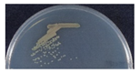 Microorganisms 09 00142 i010 Microorganisms 09 00142 i010