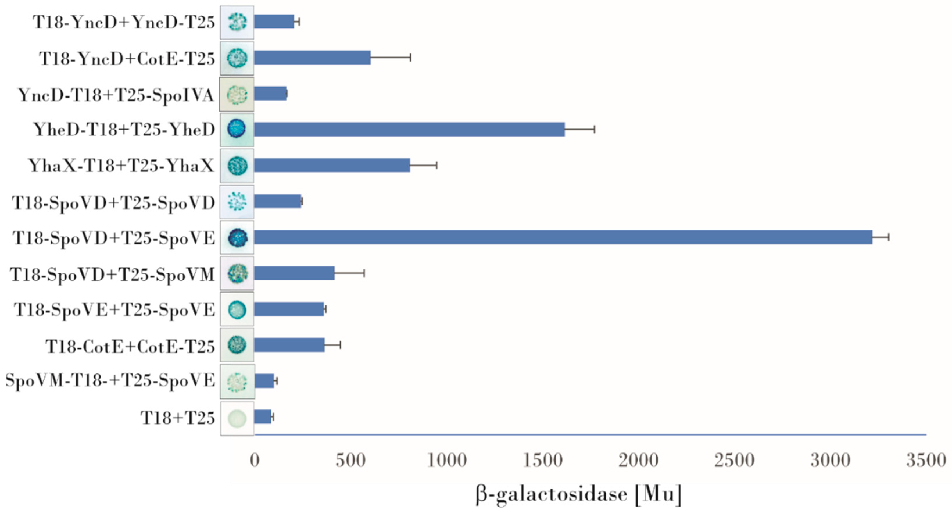 Microorganisms Free Full Text Interactions Of Bacillus Subtilis Basement Spore Coat Layer Proteins Html