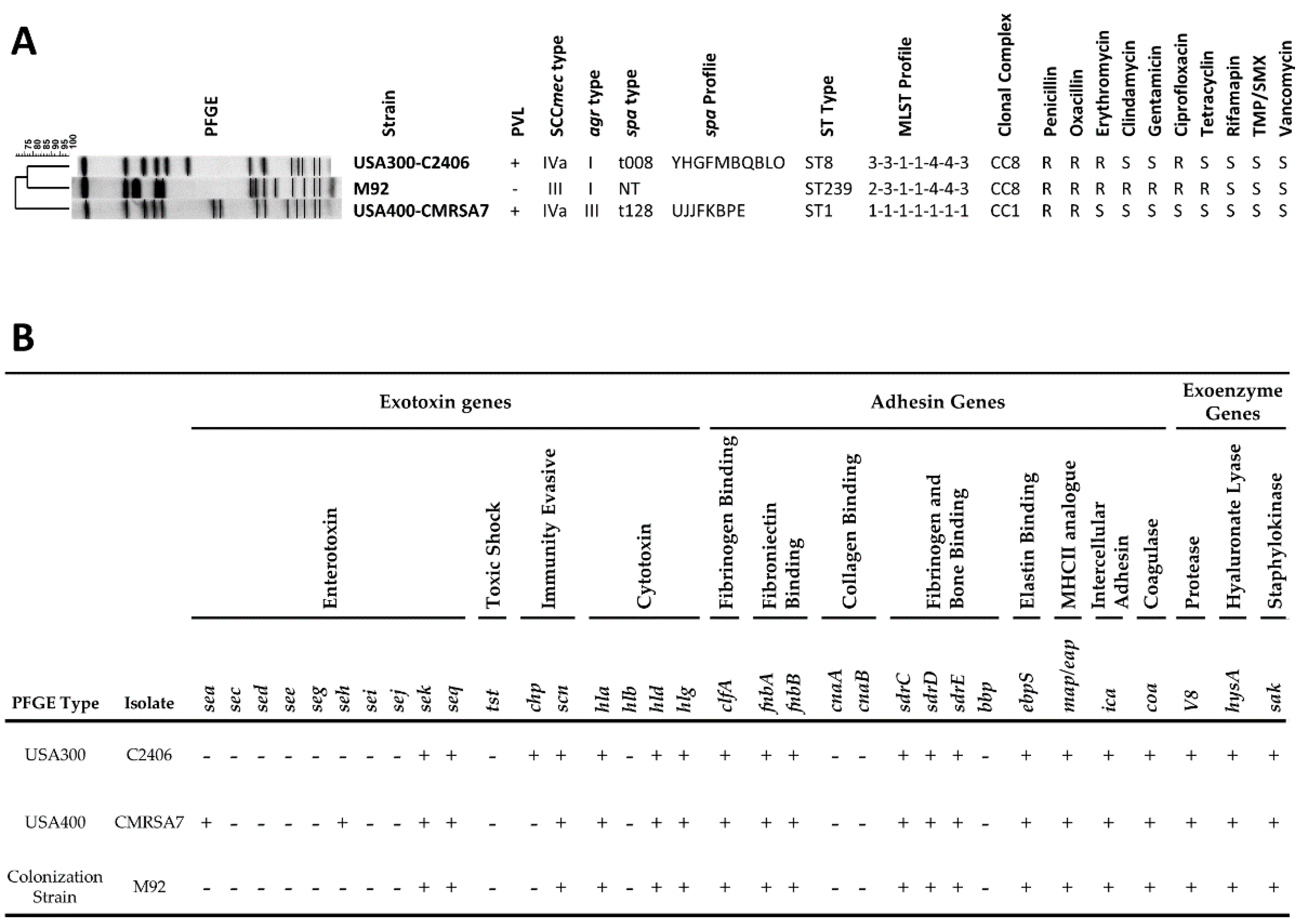 Adipocytes Armed against Staphylococcus aureus