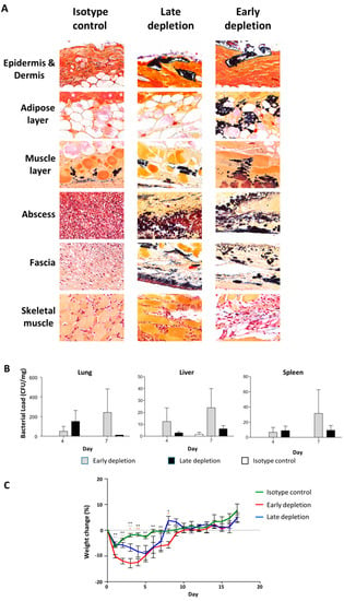 Adipocytes Armed against Staphylococcus aureus