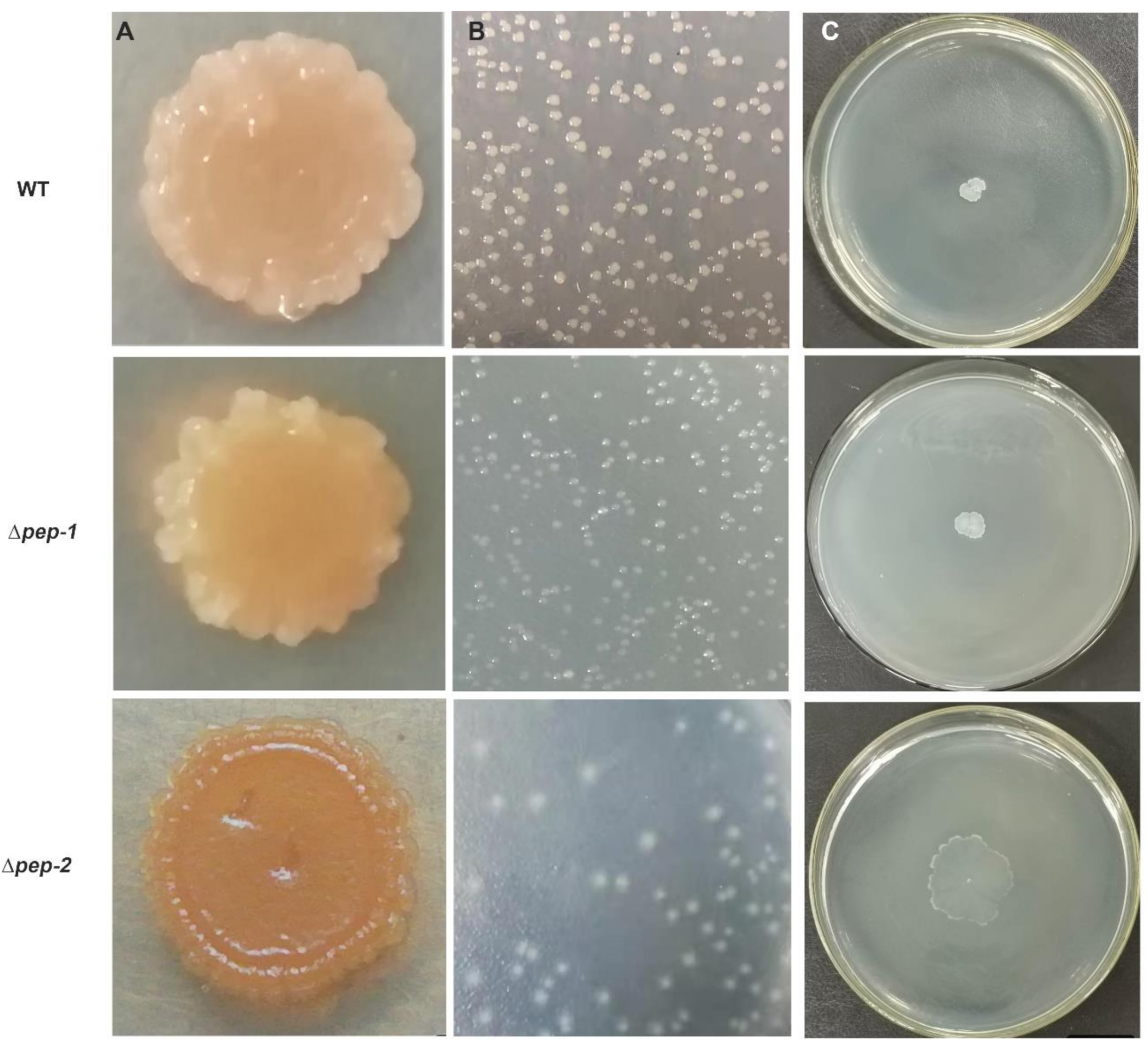 Microorganisms 09 00289 g004 Microorganisms 09 00289 g004