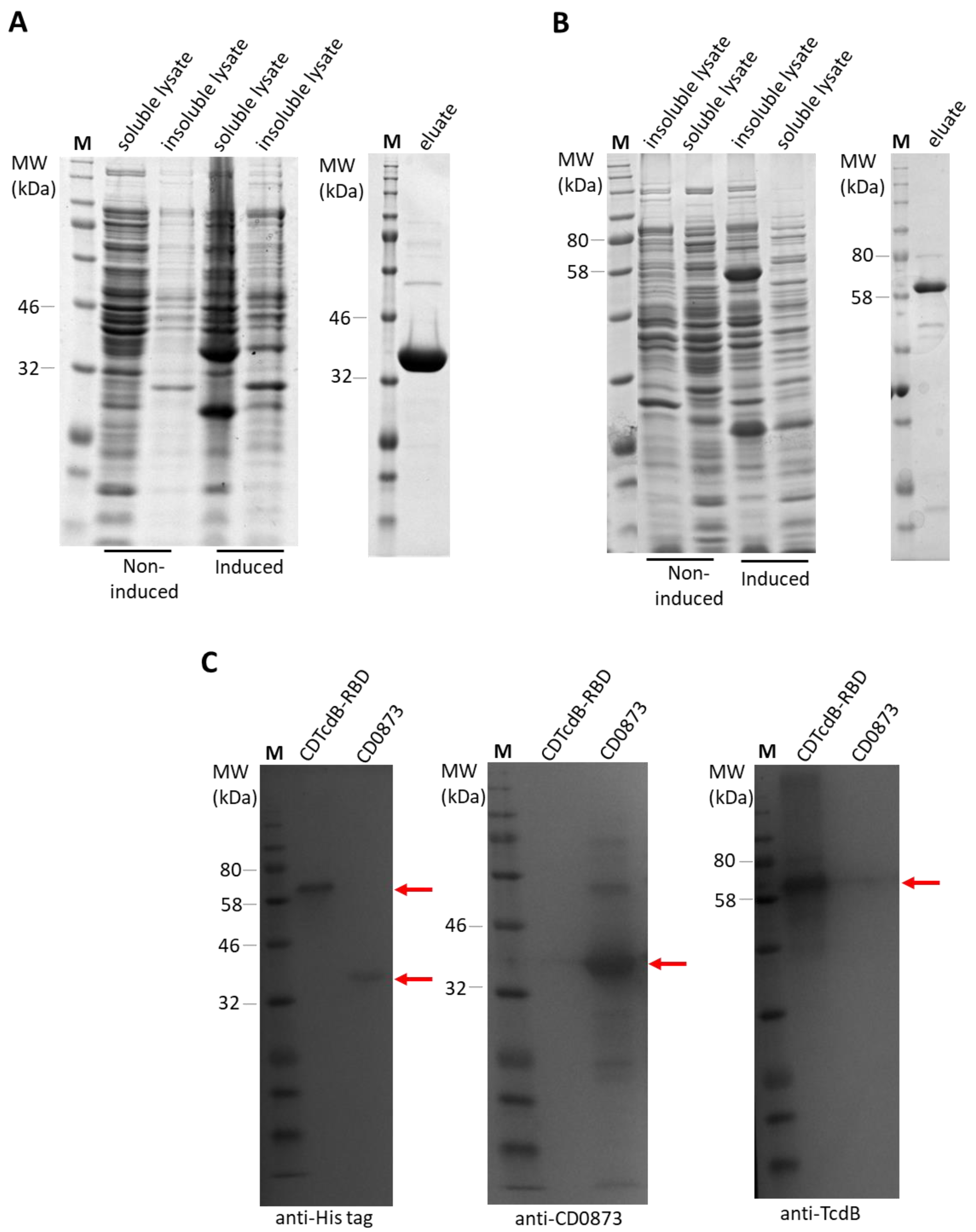 Microorganisms 09 00306 g002