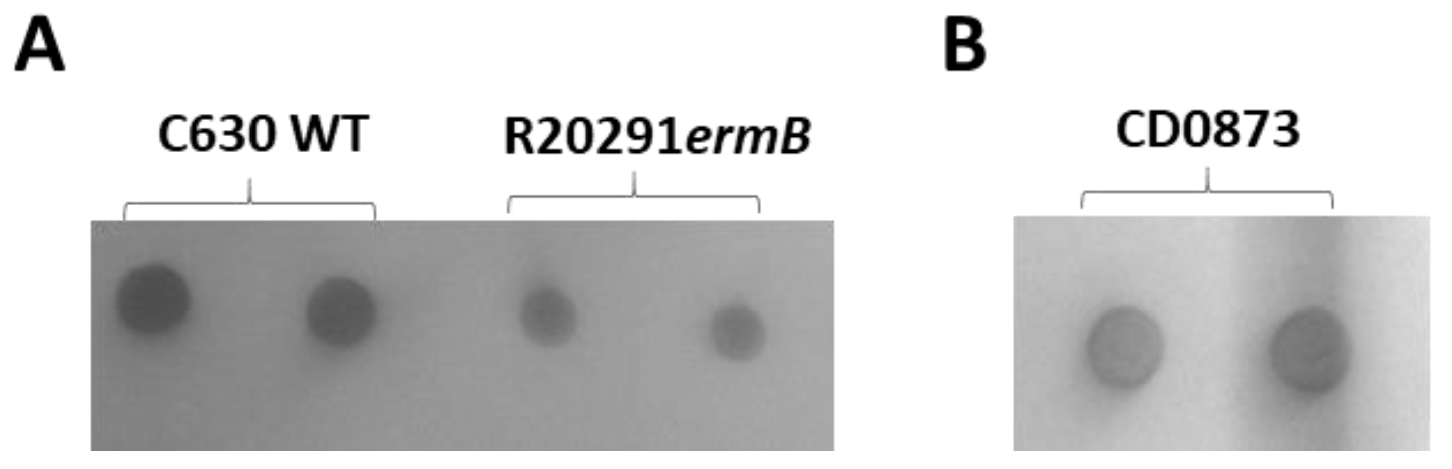 Microorganisms 09 00306 g0a2