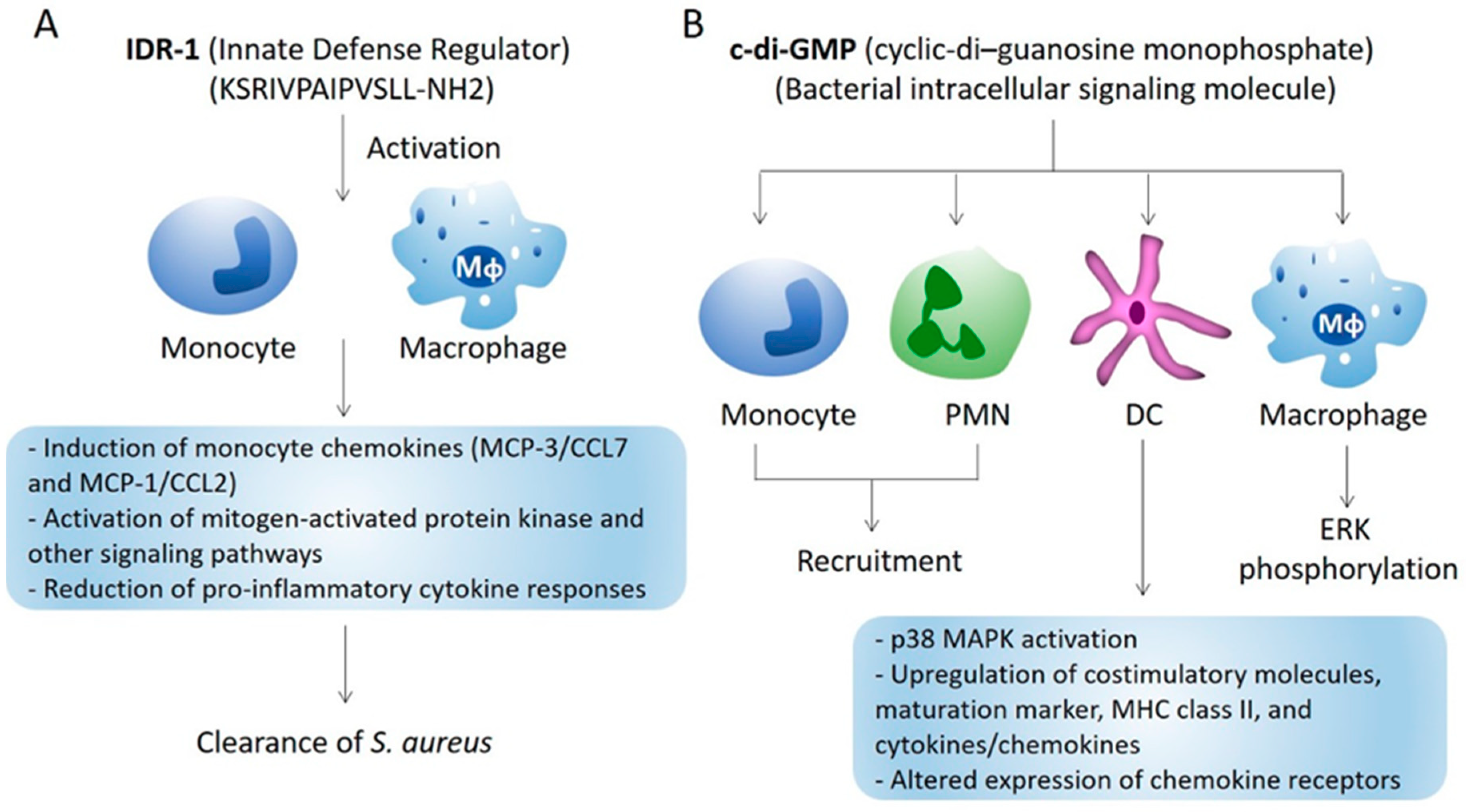 JCI - Staphylococcus aureus toxin suppresses antigen-specific T cell  responses