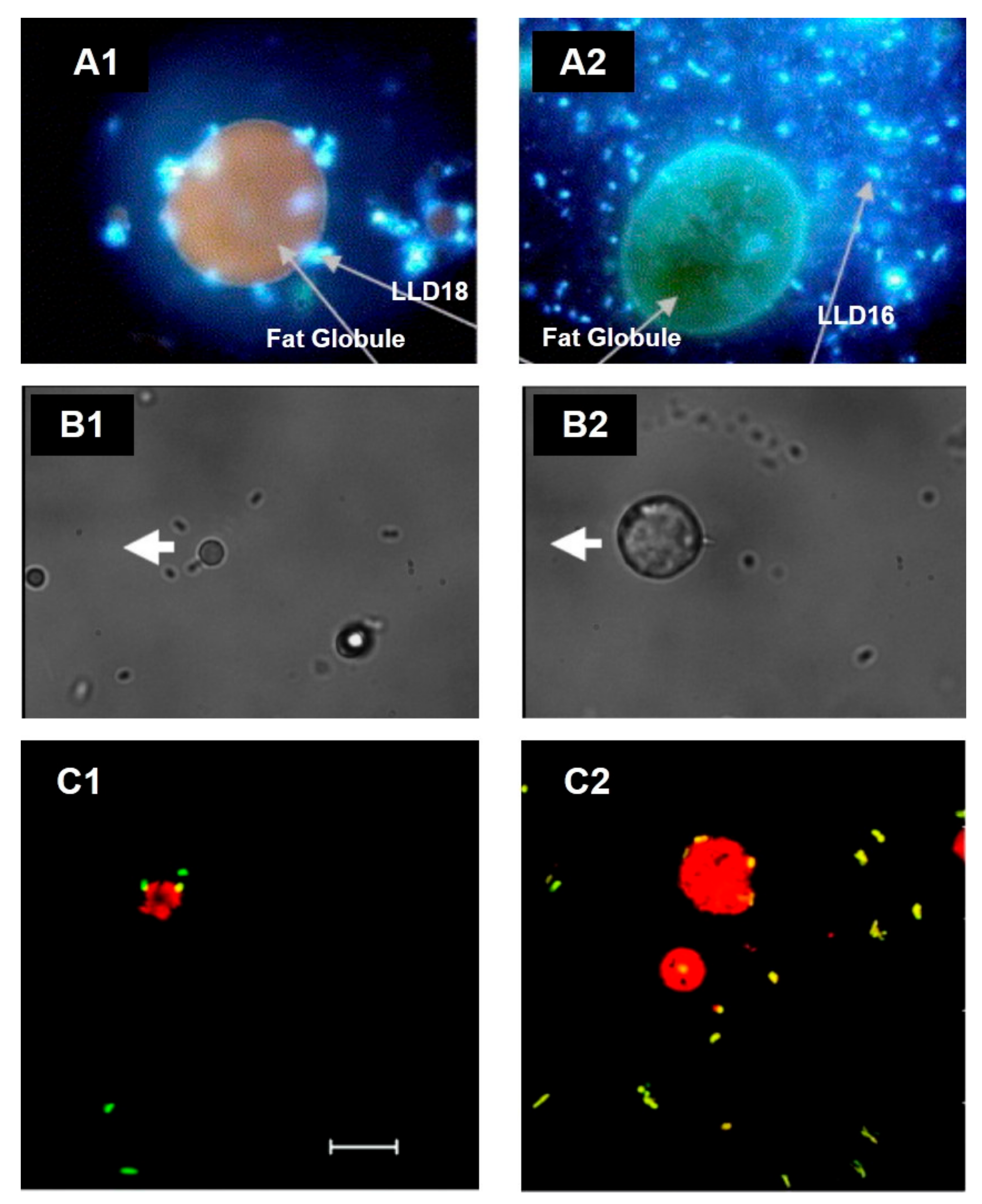 Microorganisms 09 00341 g003