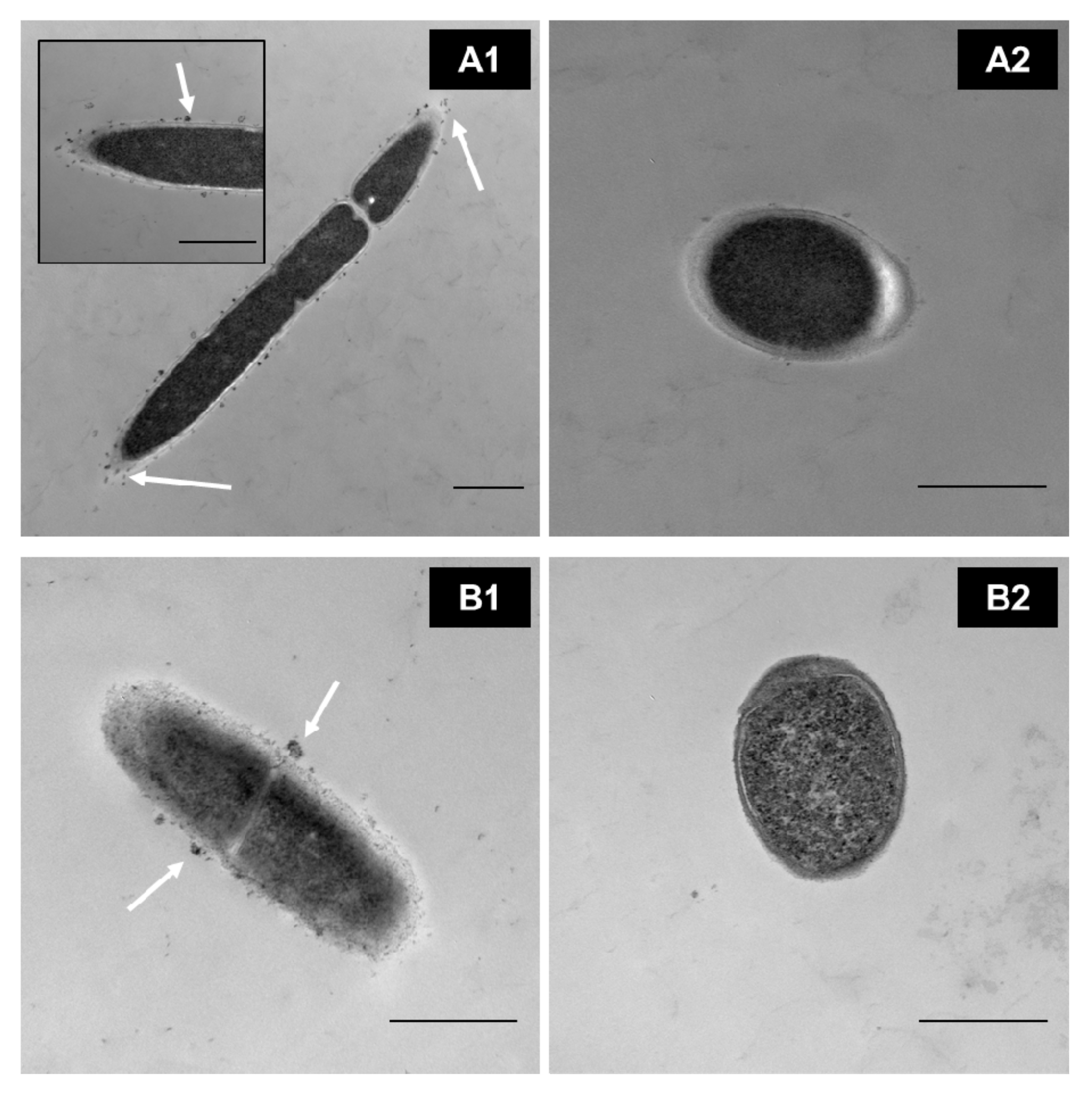 Microorganisms 09 00341 g004
