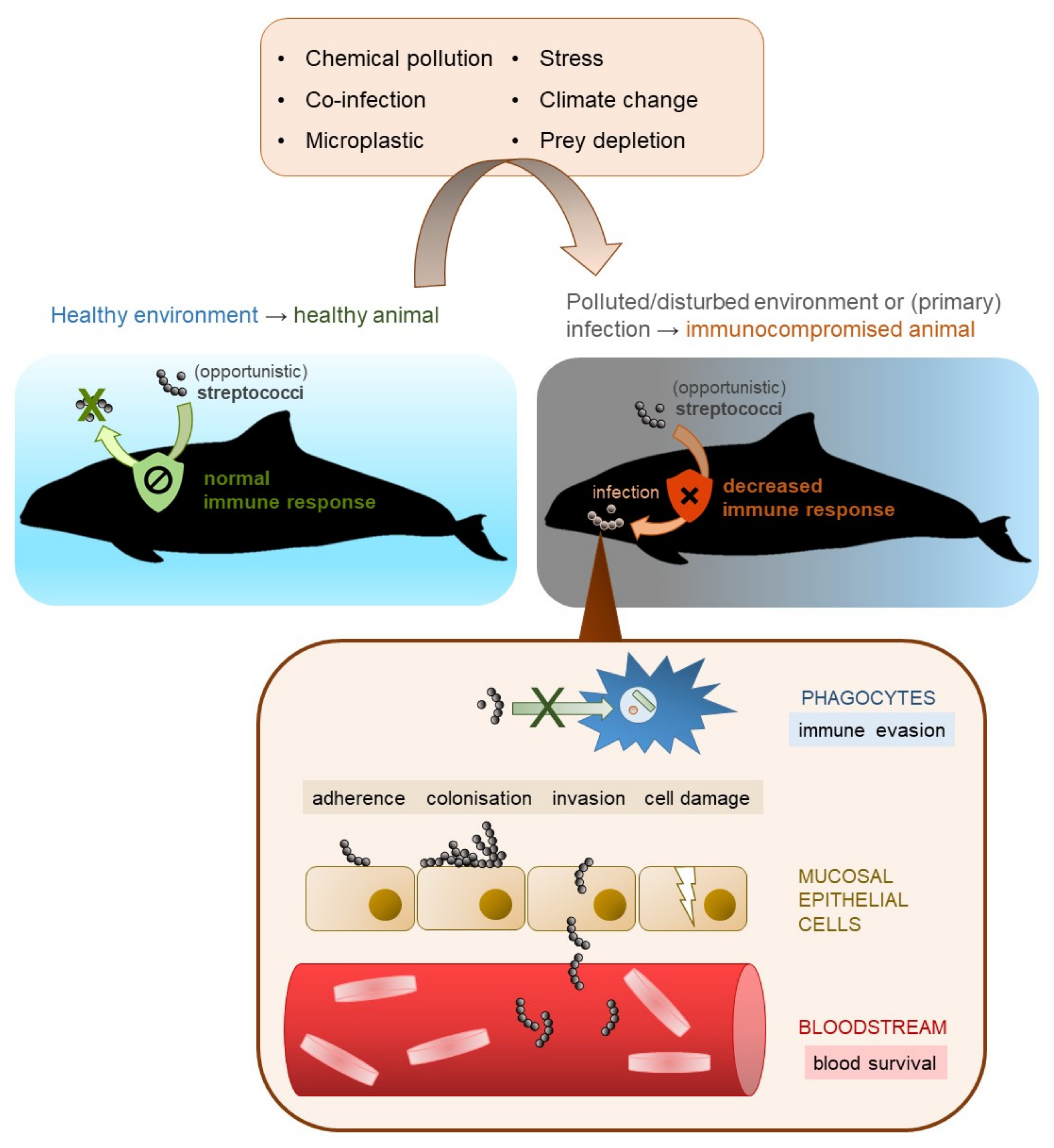 Microorganisms | Free Full-Text | Streptococcal Infections in Marine  Mammals | HTML