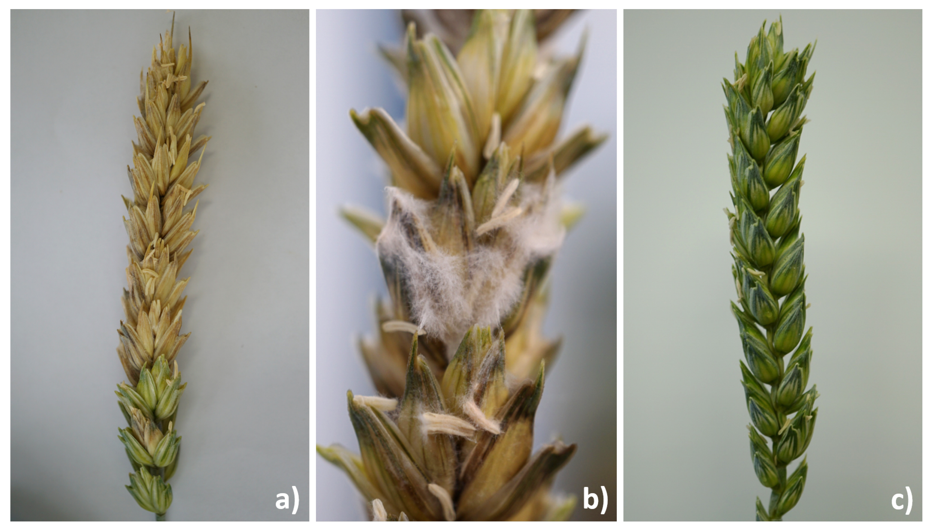 Microorganisms 09 00443 g002 Microorganisms 09 00443 g002