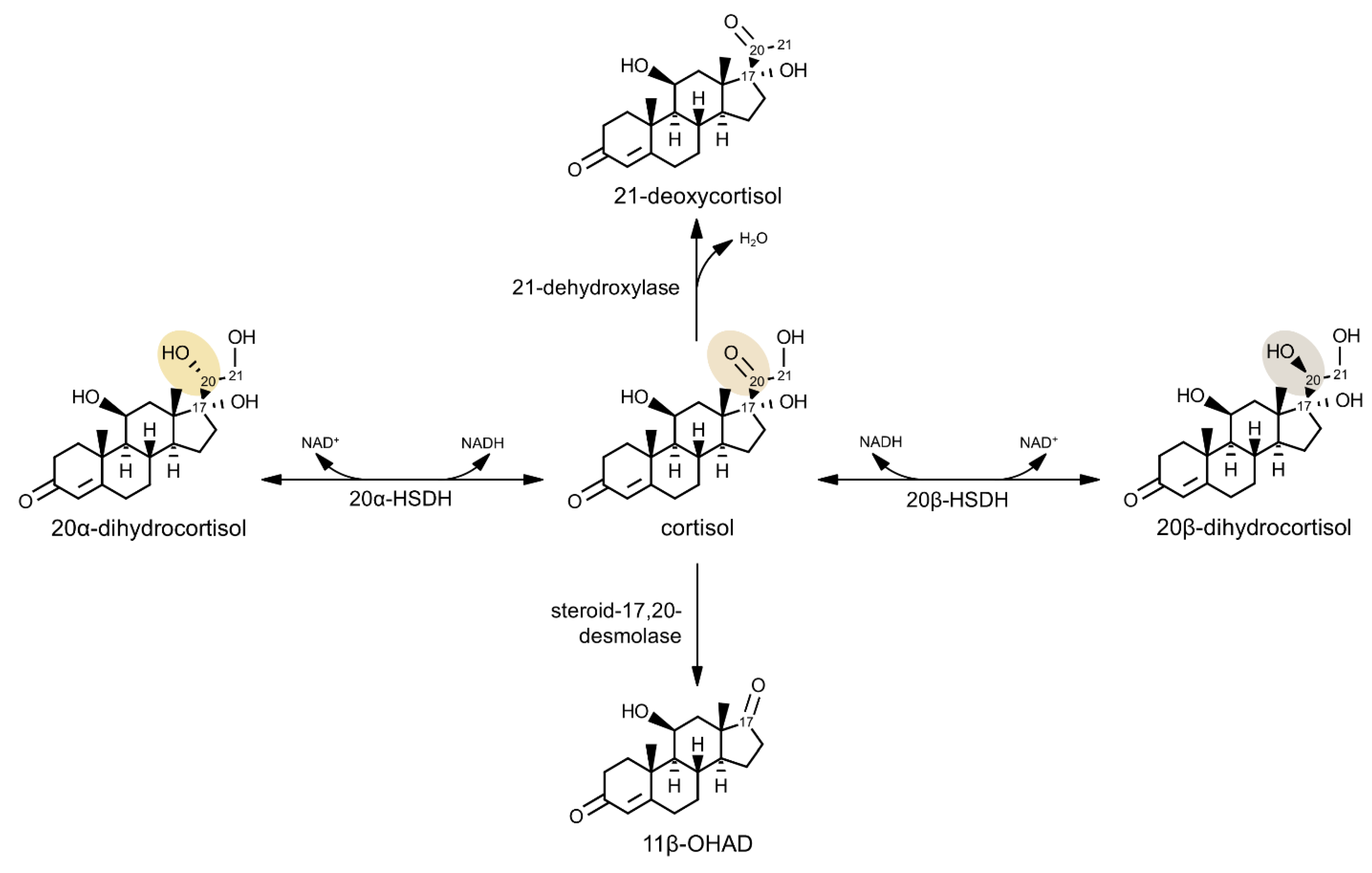 Microorganisms Free Full Text Microbial Hydroxysteroid Dehydrogenases From Alpha To Omega Html