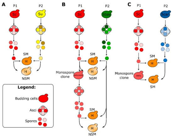 Microorganisms Free Full Text Hybridization Of Saccharomyces Cerevisiae Sourdough Strains With Cryotolerant Saccharomyces Bayanus Nbrc1948 As A Strategy To Increase Diversity Of Strains Available For Lager Beer Fermentation Html