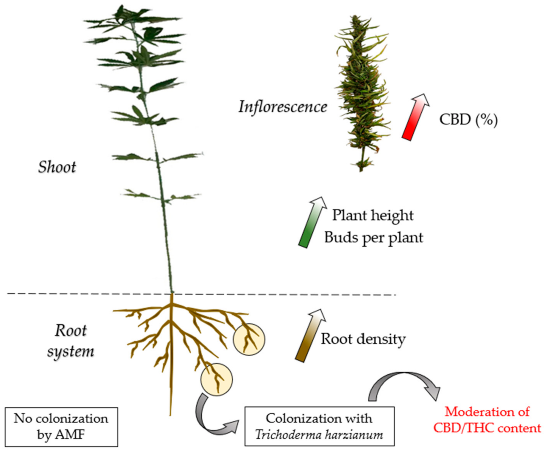 Microorganisms | Free Full-Text | Effect of Colonization of Trichoderma  harzianum on Growth Development and CBD Content of Hemp (Cannabis sativa L.)