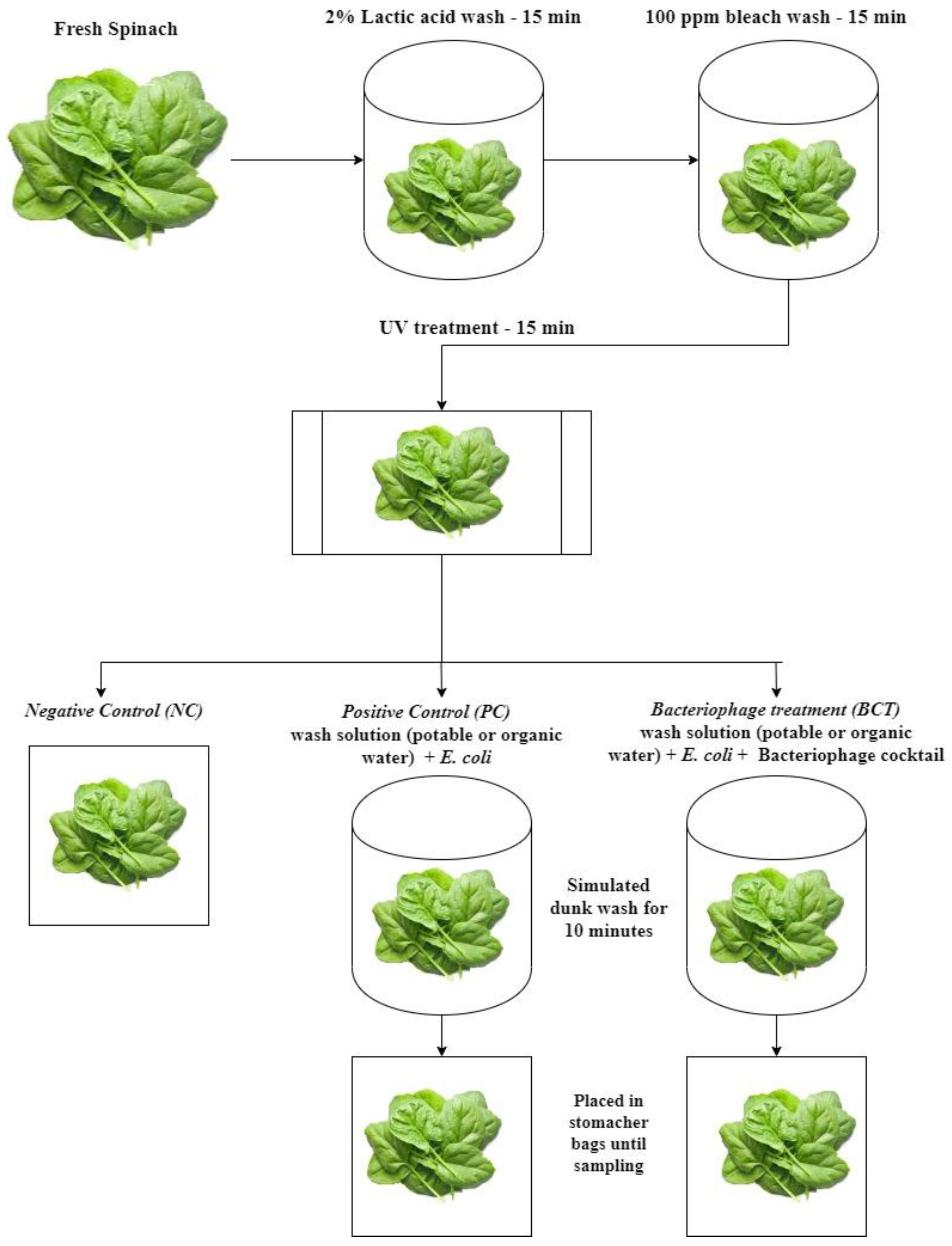 Microorganisms | Free Full-Text | Efficacy of Bacteriophage Cocktail to  Control E. coli O157:H7 Contamination on Baby Spinach Leaves in the  Presence or Absence of Organic Load