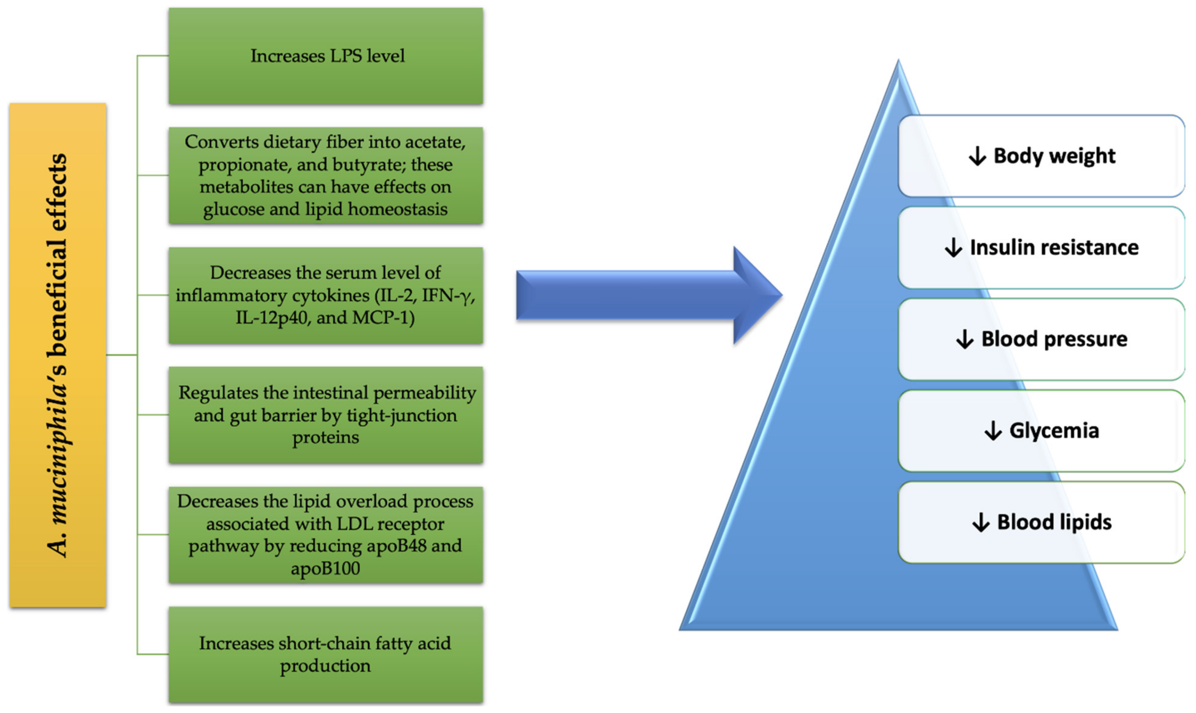 Microorganisms Free Full-text Recognizing The Benefits Of Pre-probiotics In Metabolic Syndrome And Type 2 Diabetes Mellitus Considering The Influence Of Akkermansia Muciniphila As A Key Gut Bacterium Html