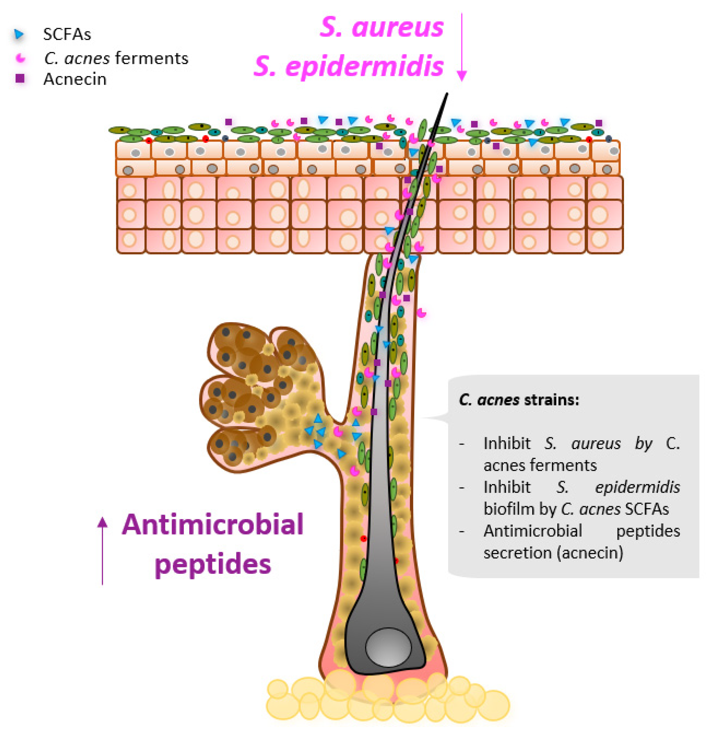 Microorganisms Free Full Text From Dysbiosis To Healthy Skin Major Contributions Of