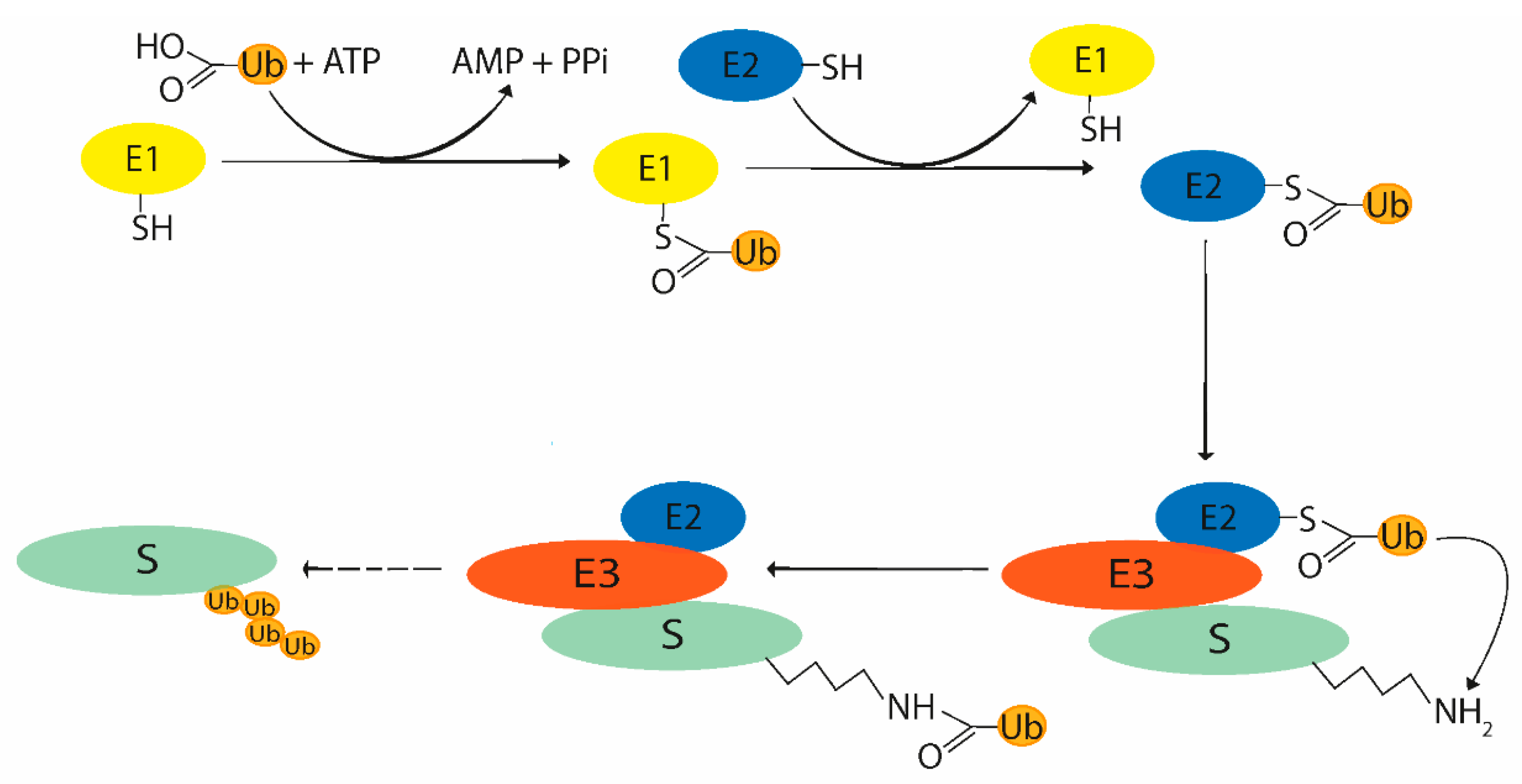 Microorganisms 09 00638 g002