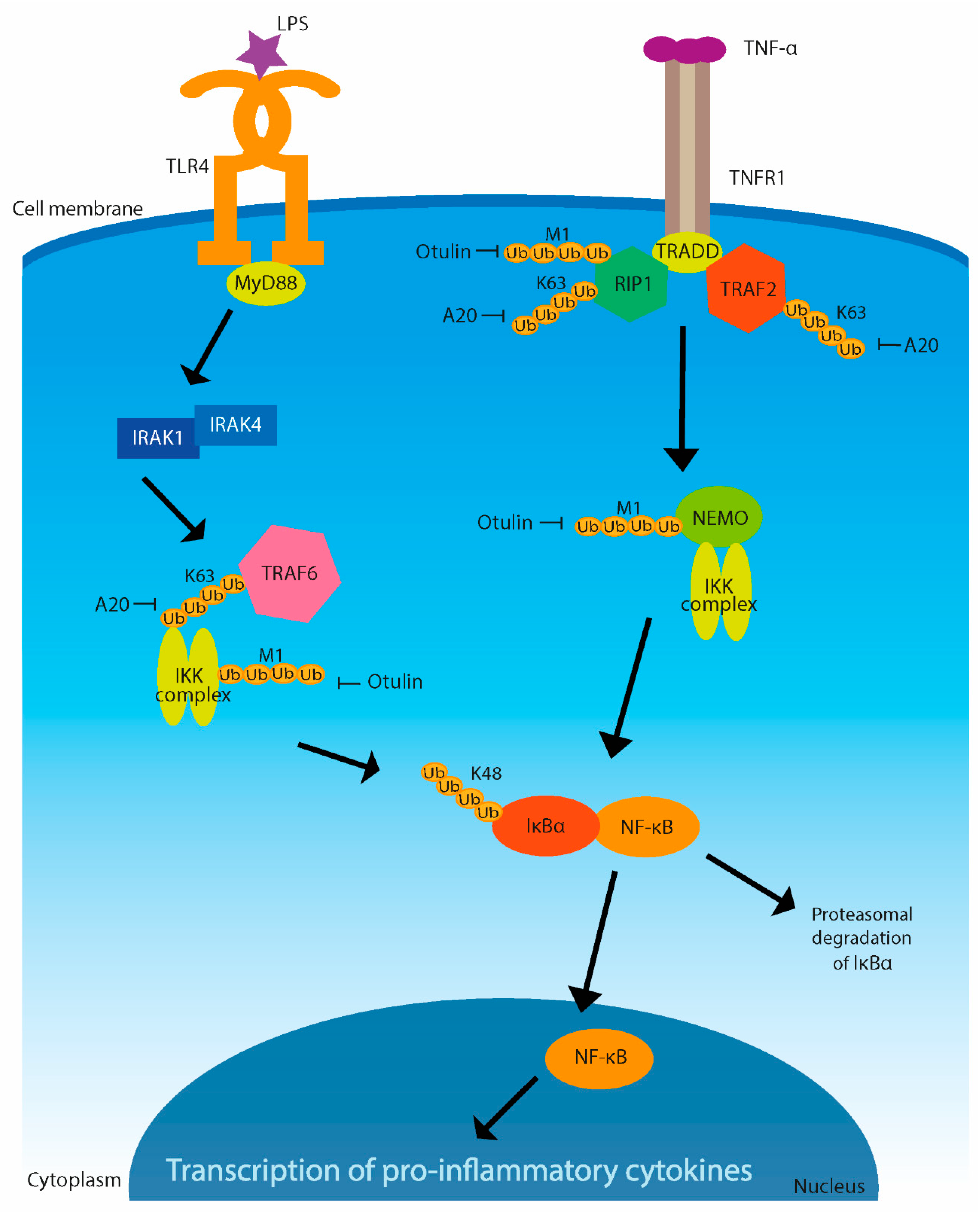 Microorganisms 09 00638 g003