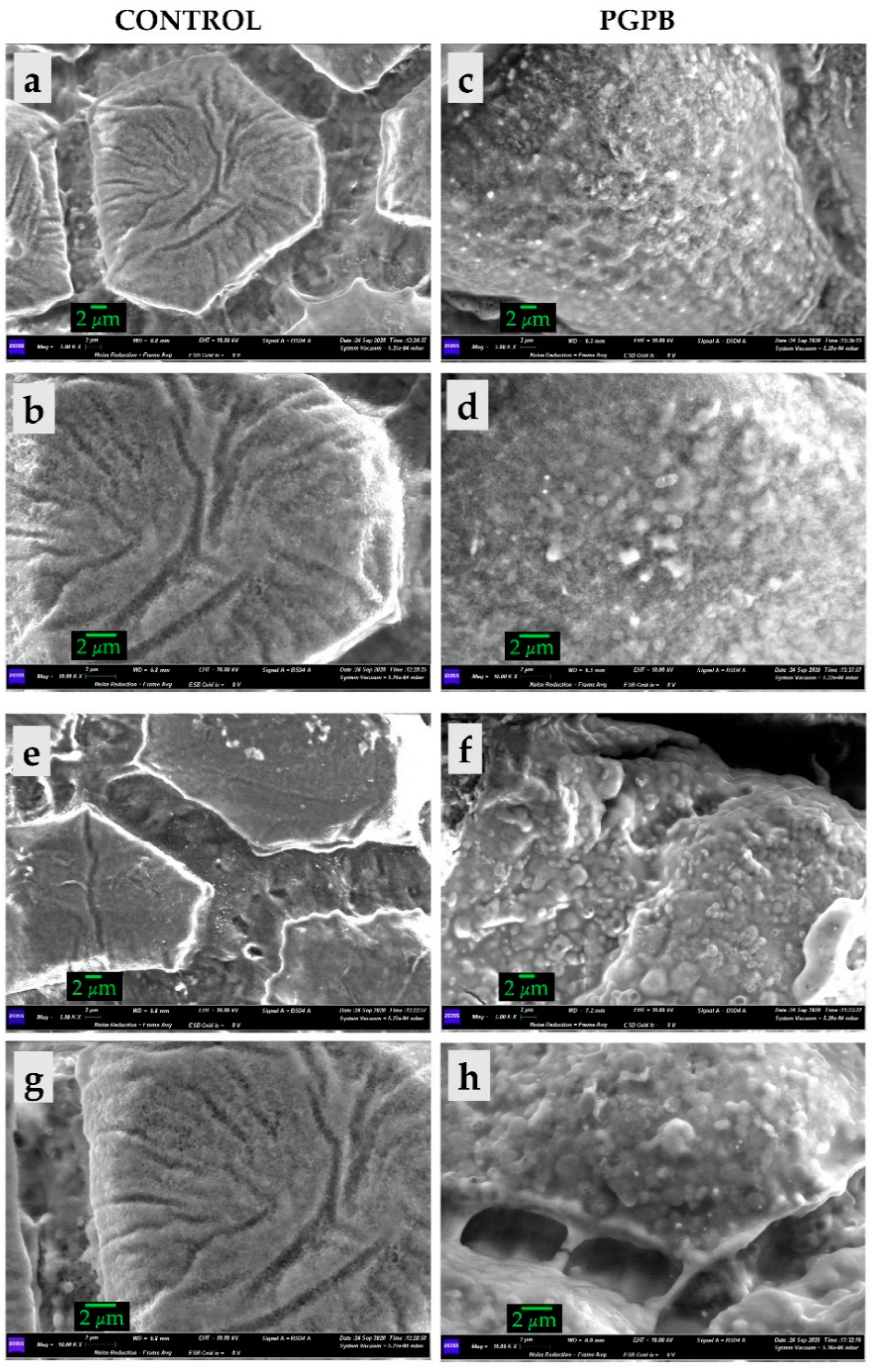 Microorganisms Free Full Text Allium Cepa L Inoculation With A Consortium Of Plant Growth Promoting Bacteria Effects On Plants Soil And The Autochthonous Microbial Community Html