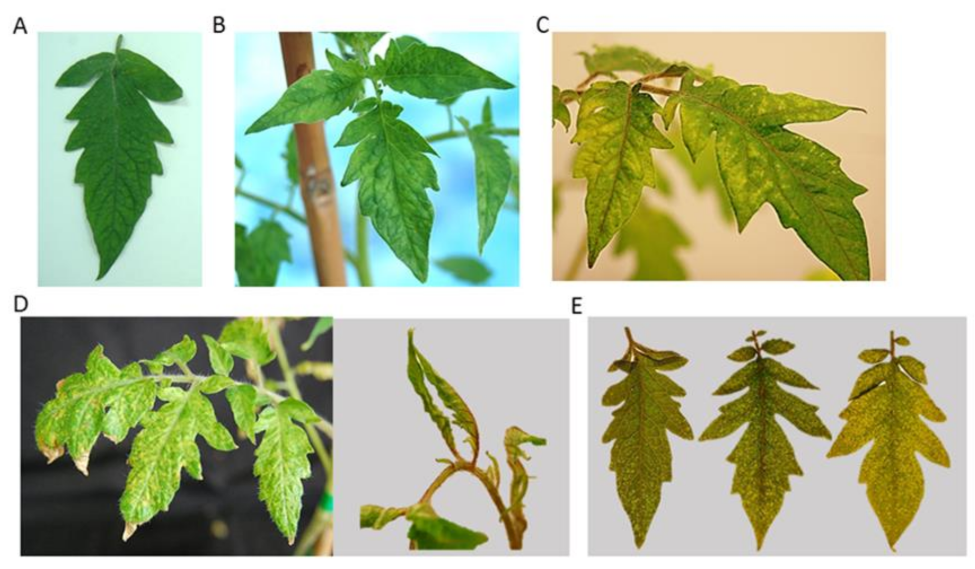 Microorganisms | Free Full-Text | Persistent Southern Tomato Virus (STV)  Interacts with Cucumber Mosaic and/or Pepino Mosaic Virus in Mixed-  Infections Modifying Plant Symptoms, Viral Titer and Small RNA Accumulation
