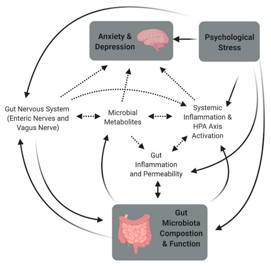 Microorganisms | Free Full-Text | The Microbiome-Gut-Brain Axis and  Resilience to Developing Anxiety or Depression under Stress | HTML