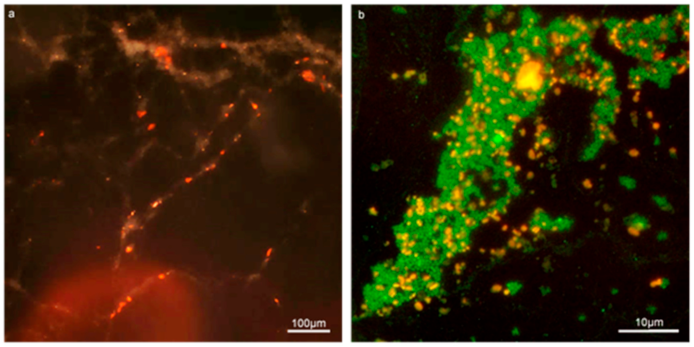 Microorganisms 09 00789 g002