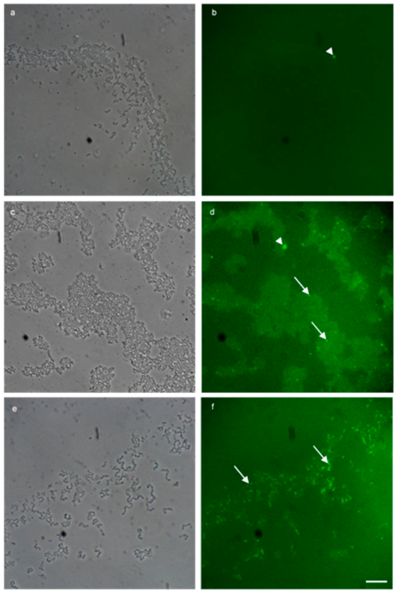 Microorganisms 09 00789 g004
