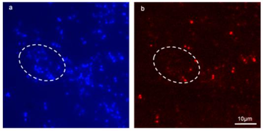 Microorganisms 09 00789 g006