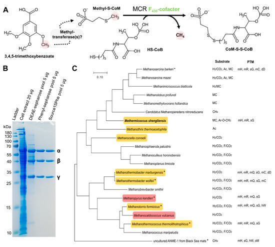 Microorganisms | Free Full-Text | Structural Insights into the  Methane-Generating Enzyme from a Methoxydotrophic Methanogen Reveal a  Restrained Gallery of Post-Translational Modifications | HTML