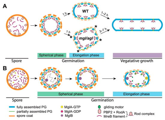 Microorganisms Free Full Text Myxococcus xanthus as a Model