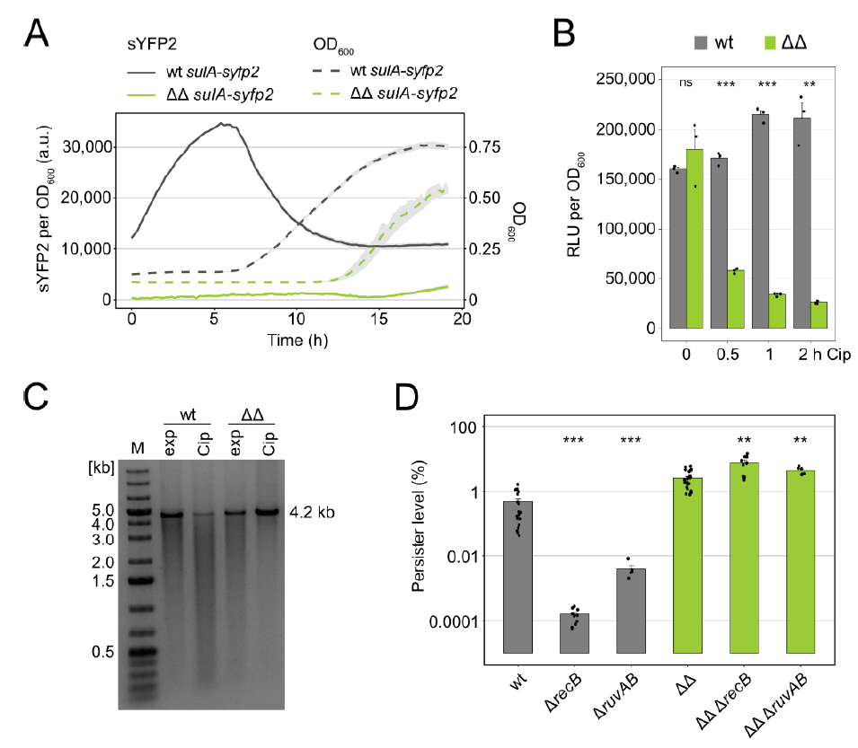 Microorganisms 09 00943 g001