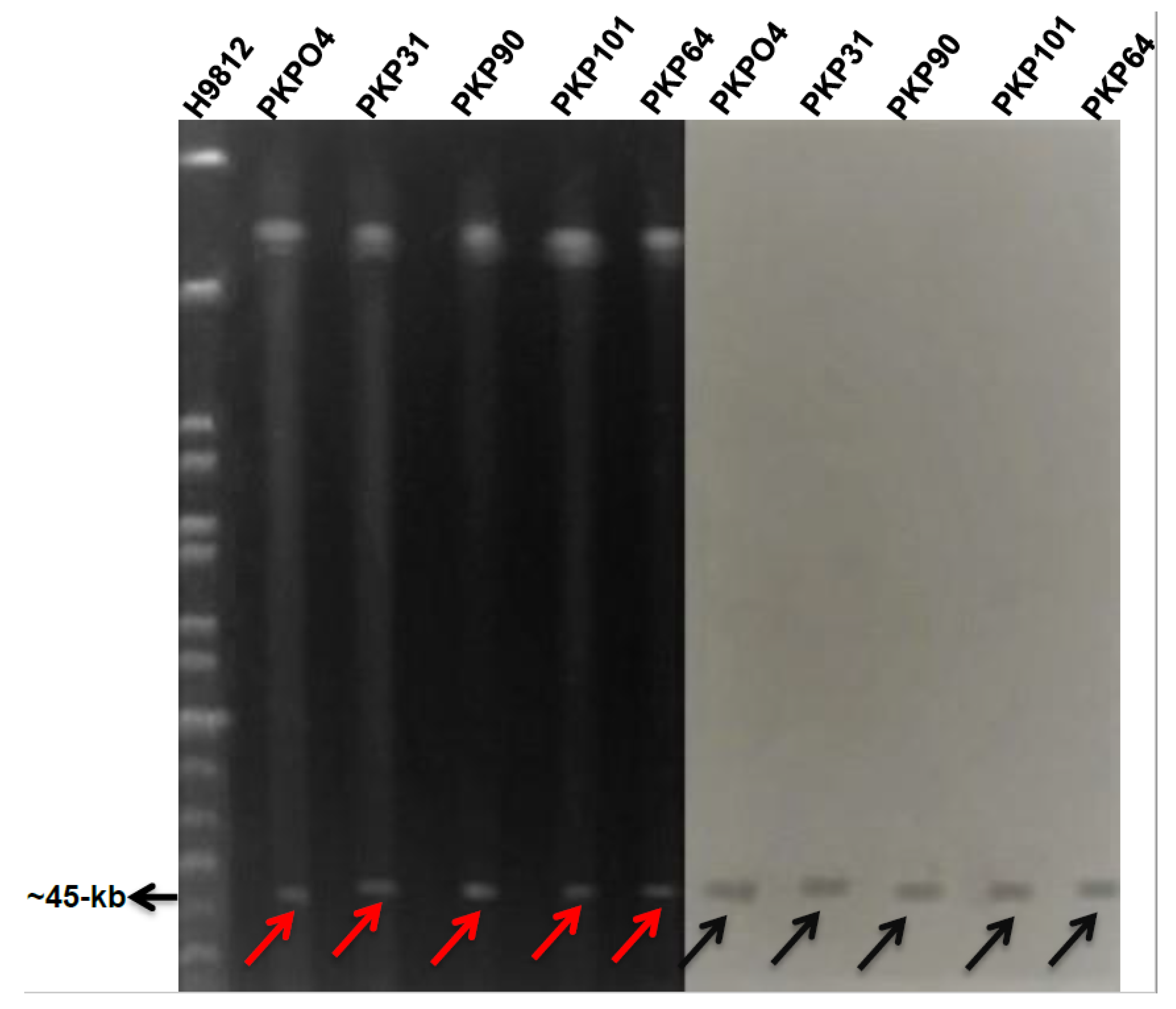 Microorganisms 09 00951 g004 Microorganisms 09 00951 g004