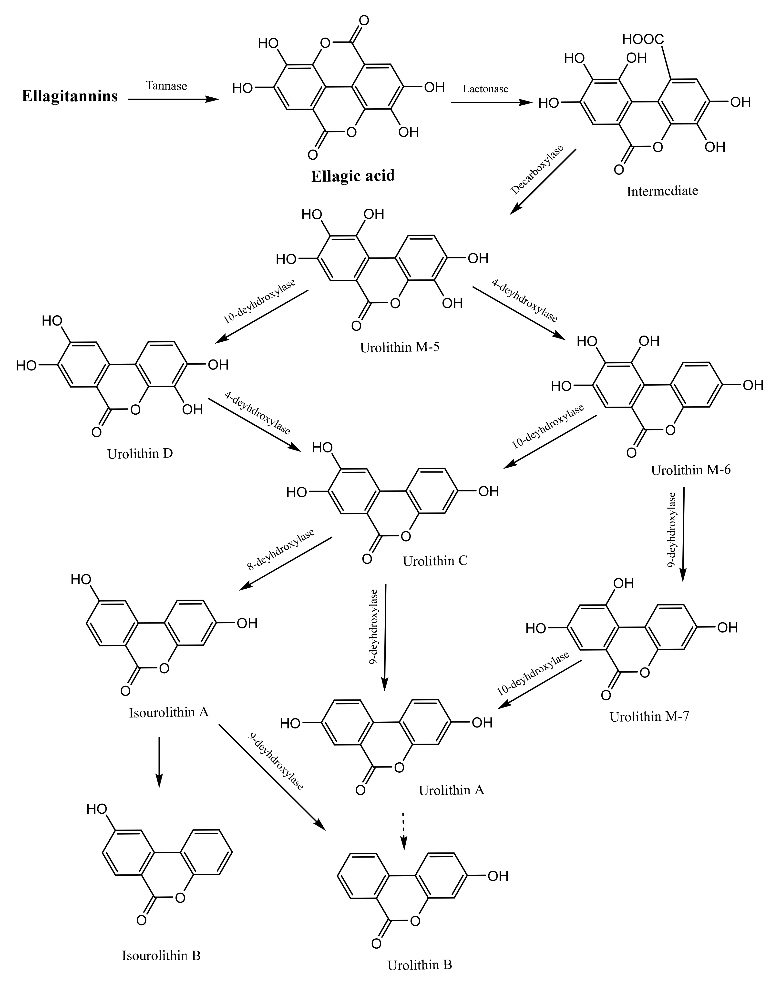 Microorganisms 09 00965 g003