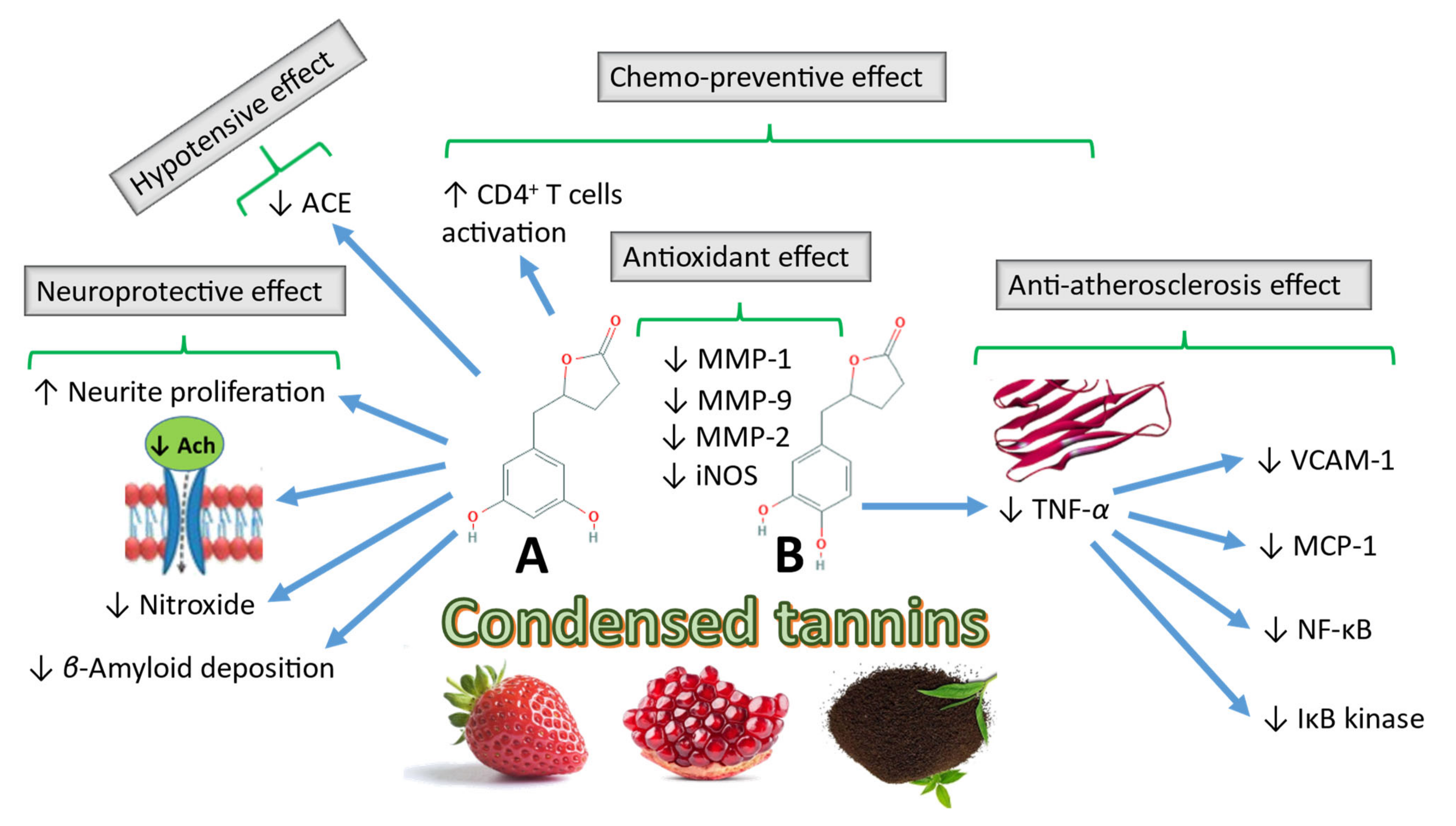 Microorganisms Free Full Text Effect Of Gut Microbiota Biotransformation On Dietary Tannins And Human Health Implications Html